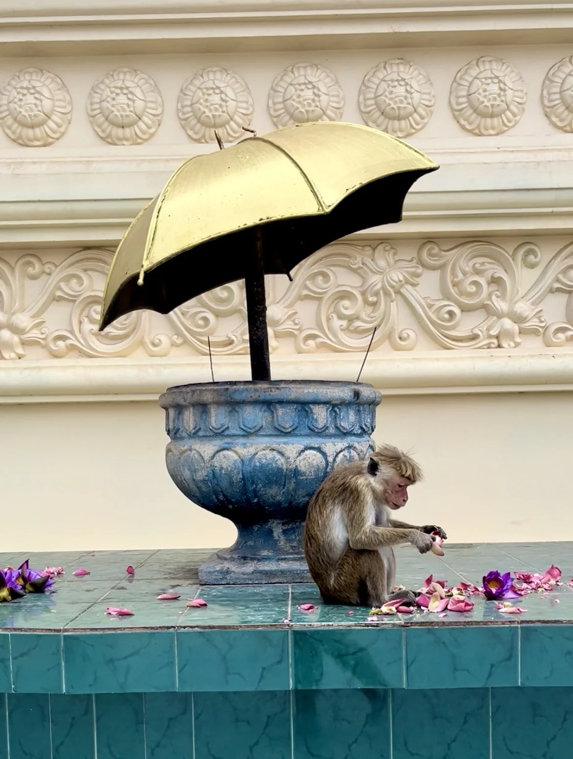 Golden Temple of Dambula maymunu