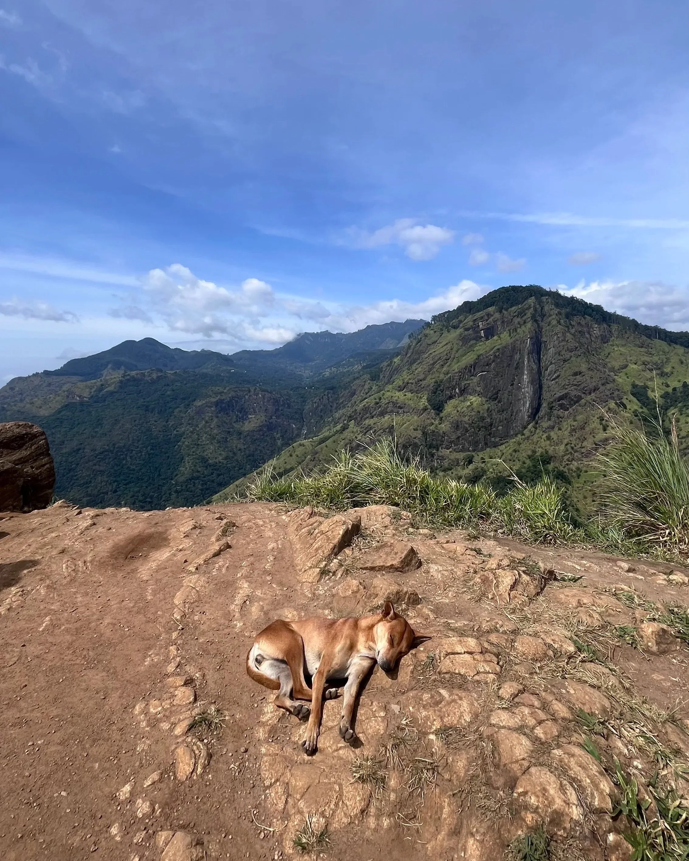 Manzaraya karşı uyuyan köpüş