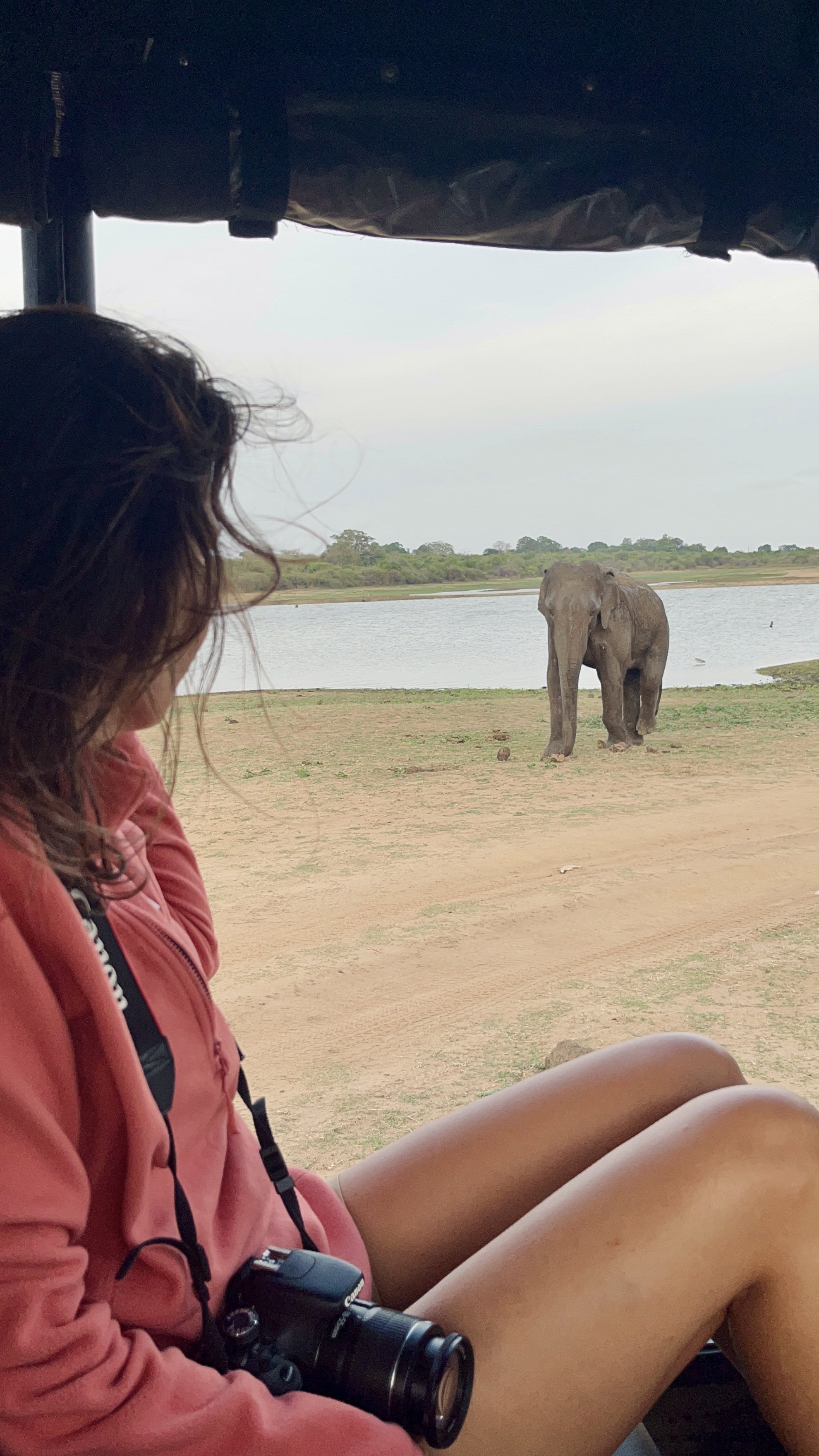 Tek başına gezen erkek fillerden biri