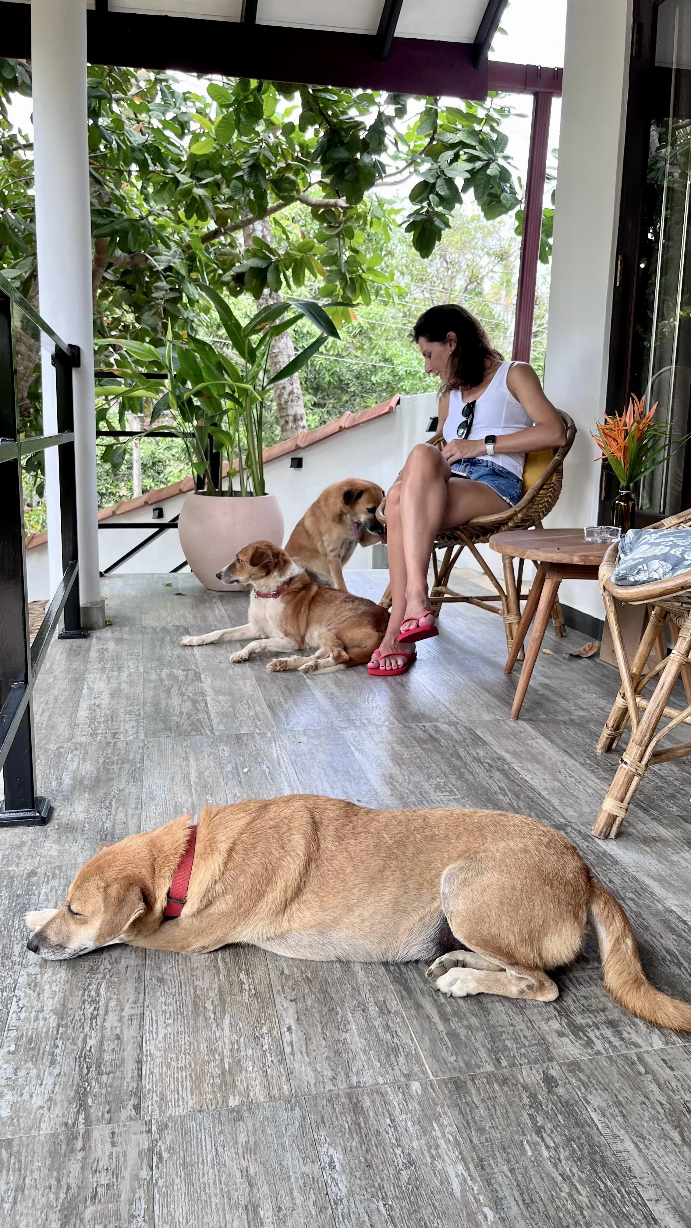 Evimizin köpekleri <3