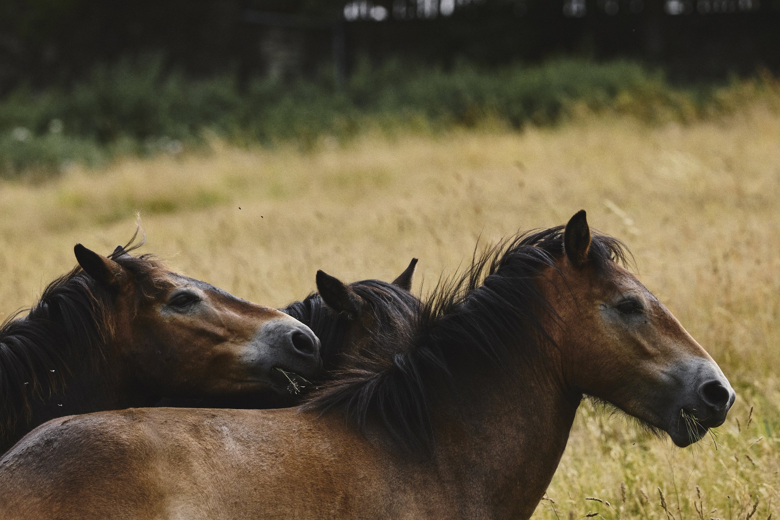 Conservation grazing at Biofarm Habitat Bank, Sleight Farm, in Somerset