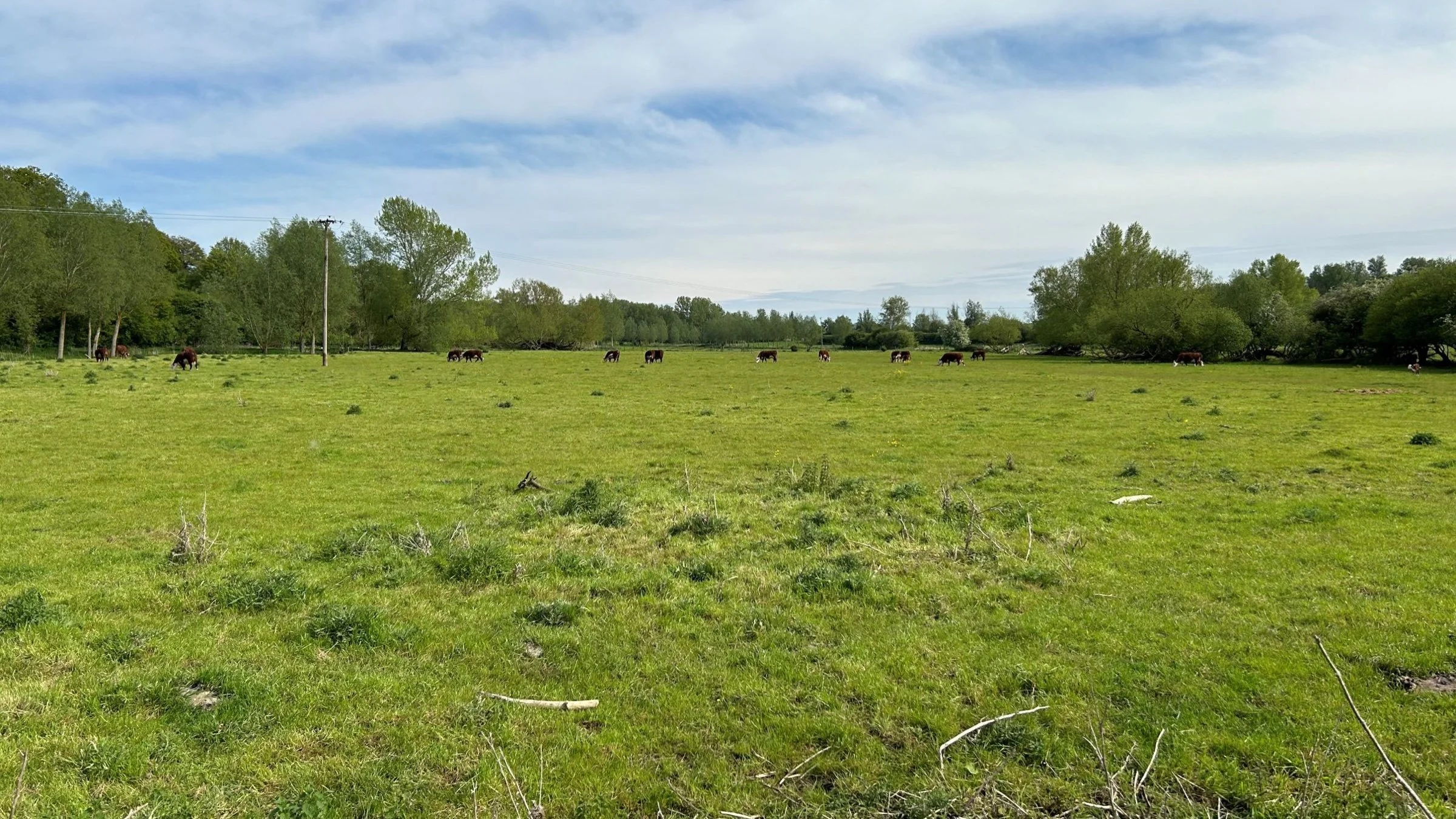 Cattle grazing grassland edged by hedgerows and mature trees at The Priory habitat bank, Stour Valley
