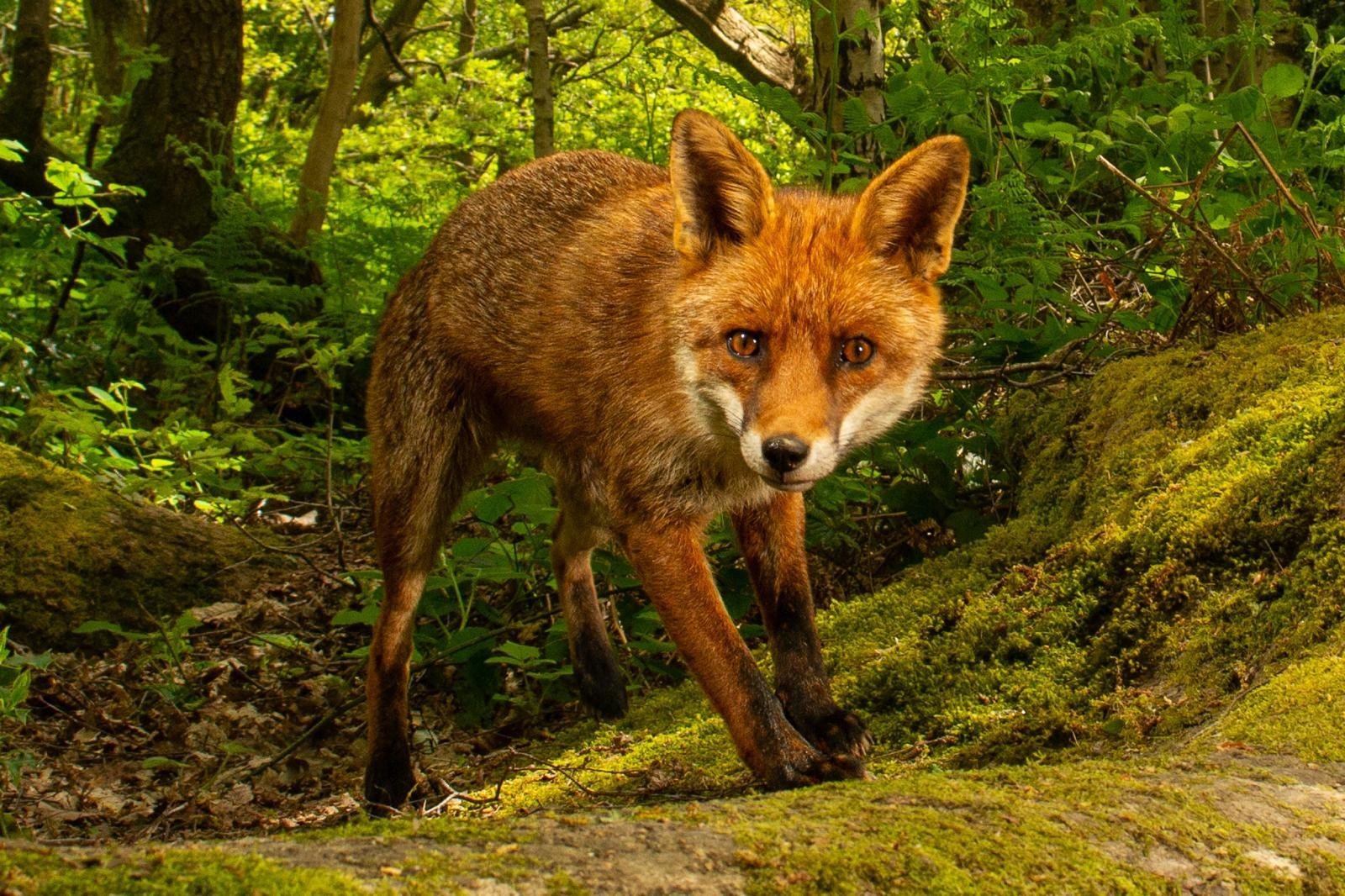 Fox moving through mossy deciduous woodland at Slades Farm
