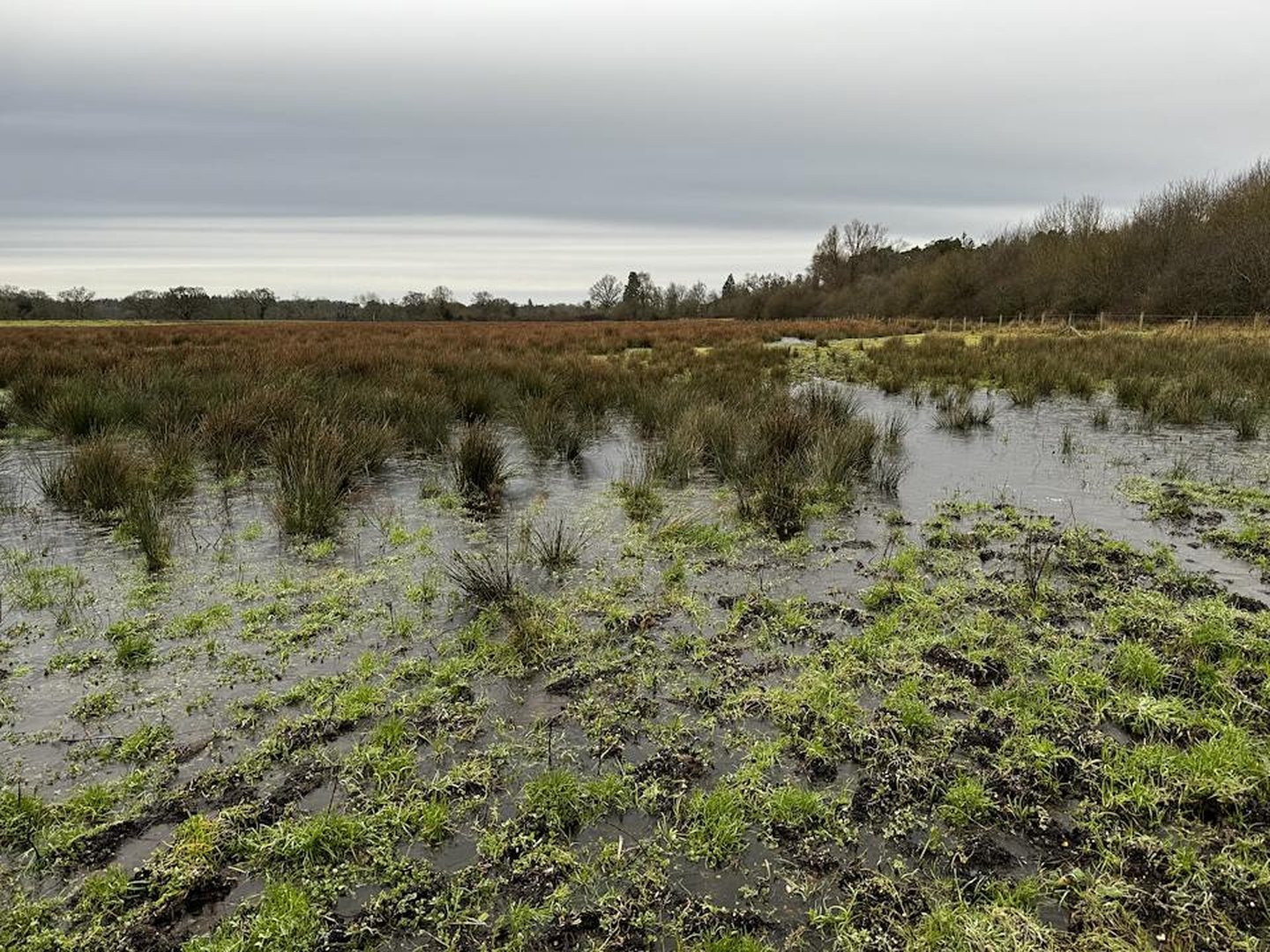 Wet rushy grassland and treeline at Broadlands Estate habitat bank, Test Valley