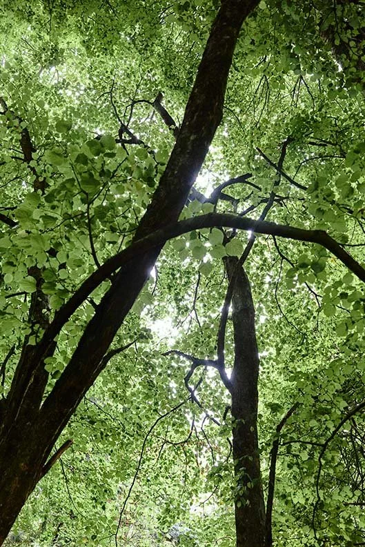 A practical guide to Biodiversity Net Gain
