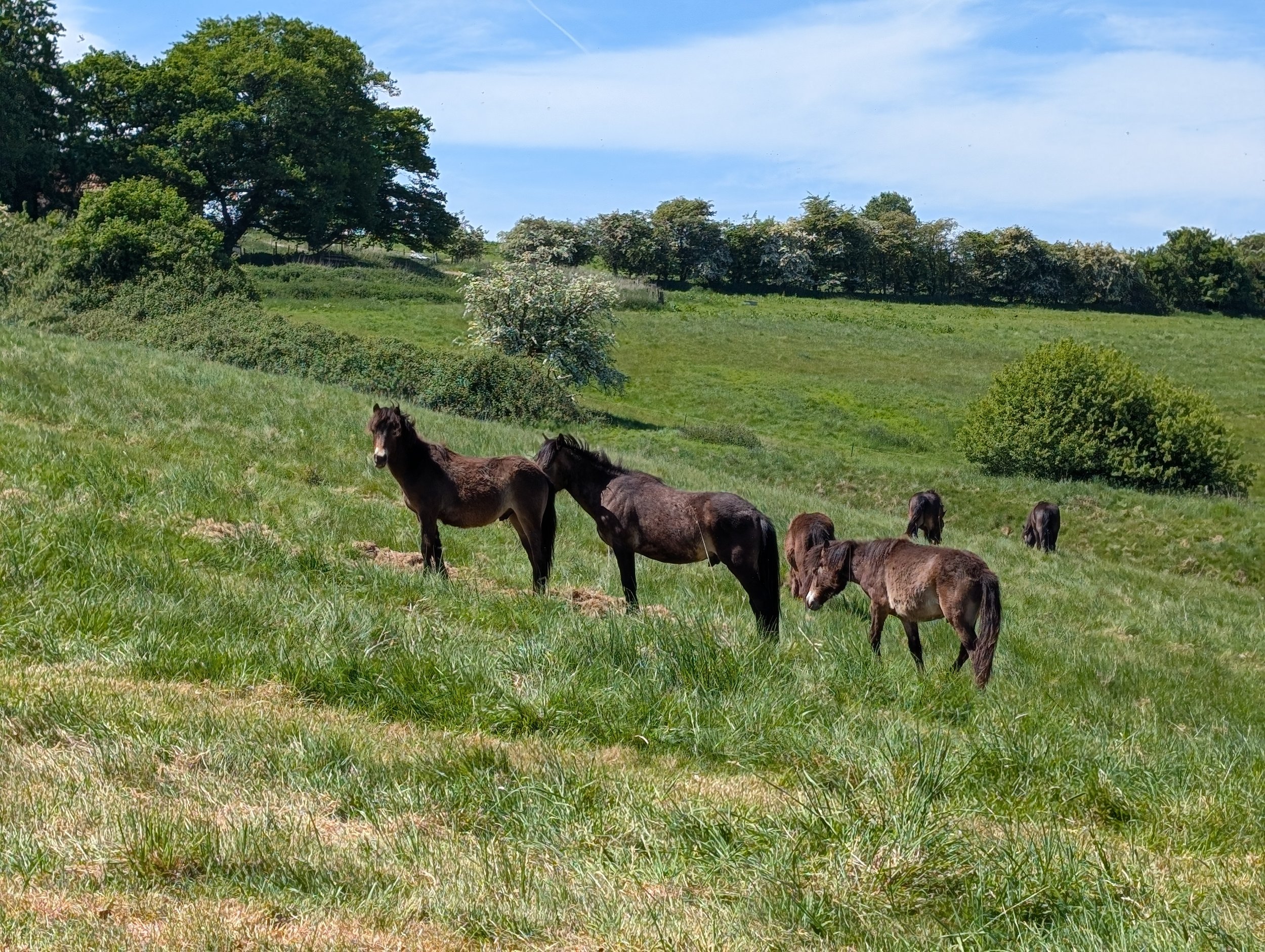 Restoring Species-Rich Grasslands Through Conservation Grazing