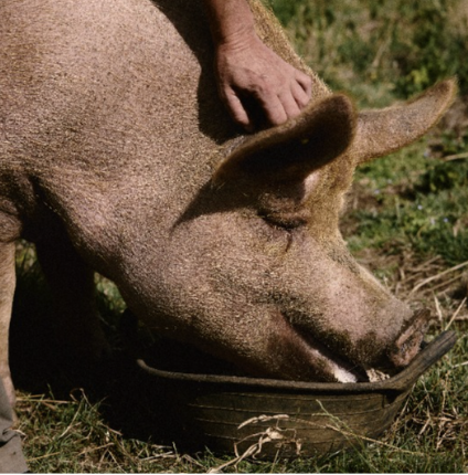How Tamworth pigs can increase biodiversity and unlock BNG income on your land&nbsp;