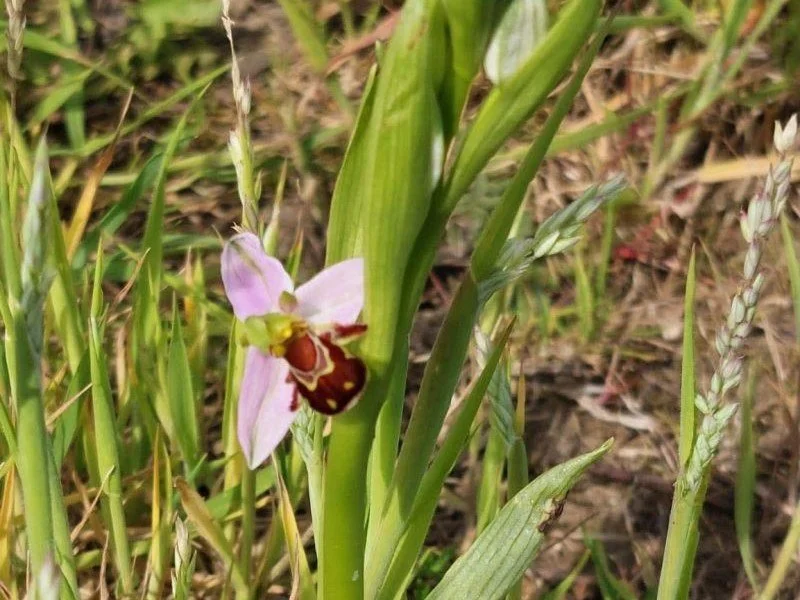 Beyond the biodiversity metric: what we’re seeing at Sleight Farm
