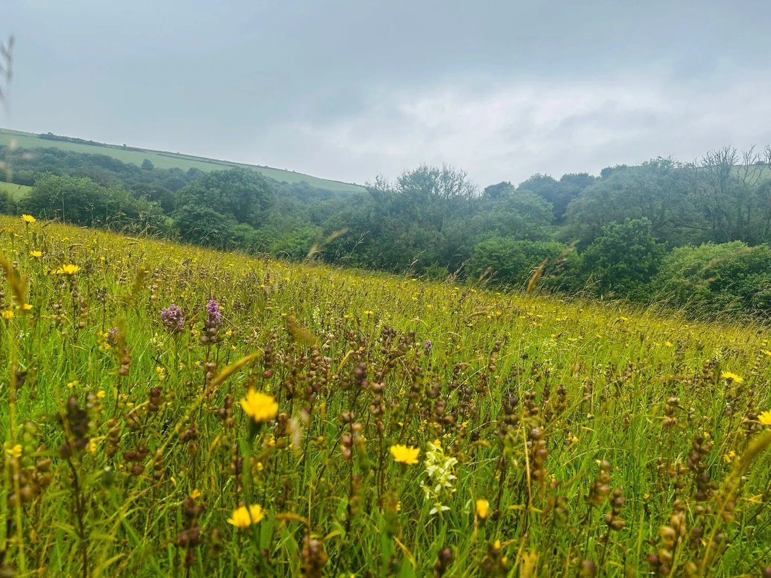 Habitat Bank Showcase: Lesnewth, Cornwall