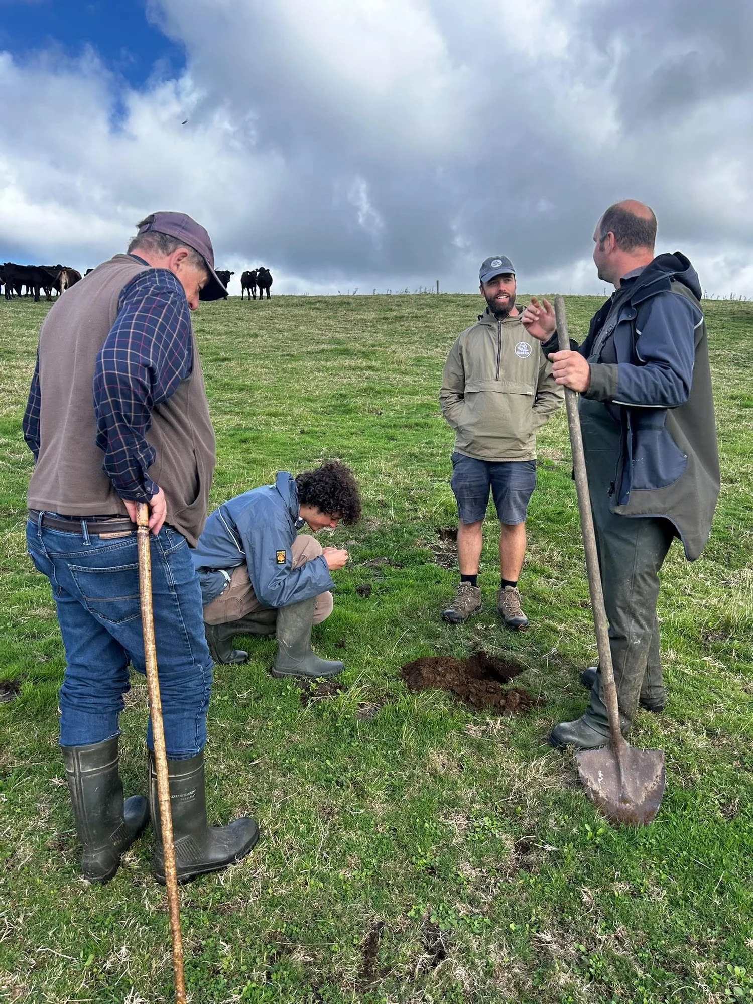 Four people around a freshly dug planting hole on the grassland at Lesnewth habitat bank, with cattle grazing on the hill behind