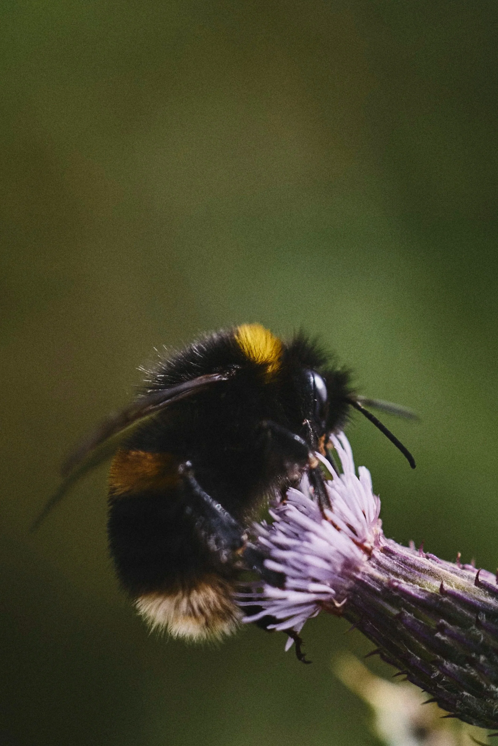 Bee collecting nectar from a wildflower in species-rich grassland, highlighting the vital role pollinators play in supporting biodiversity and healthy ecosystems