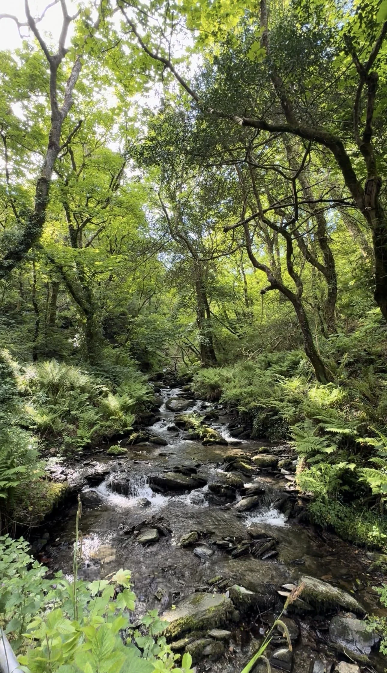 Stream running through mossy Celtic rainforest woodland at Lesnewth