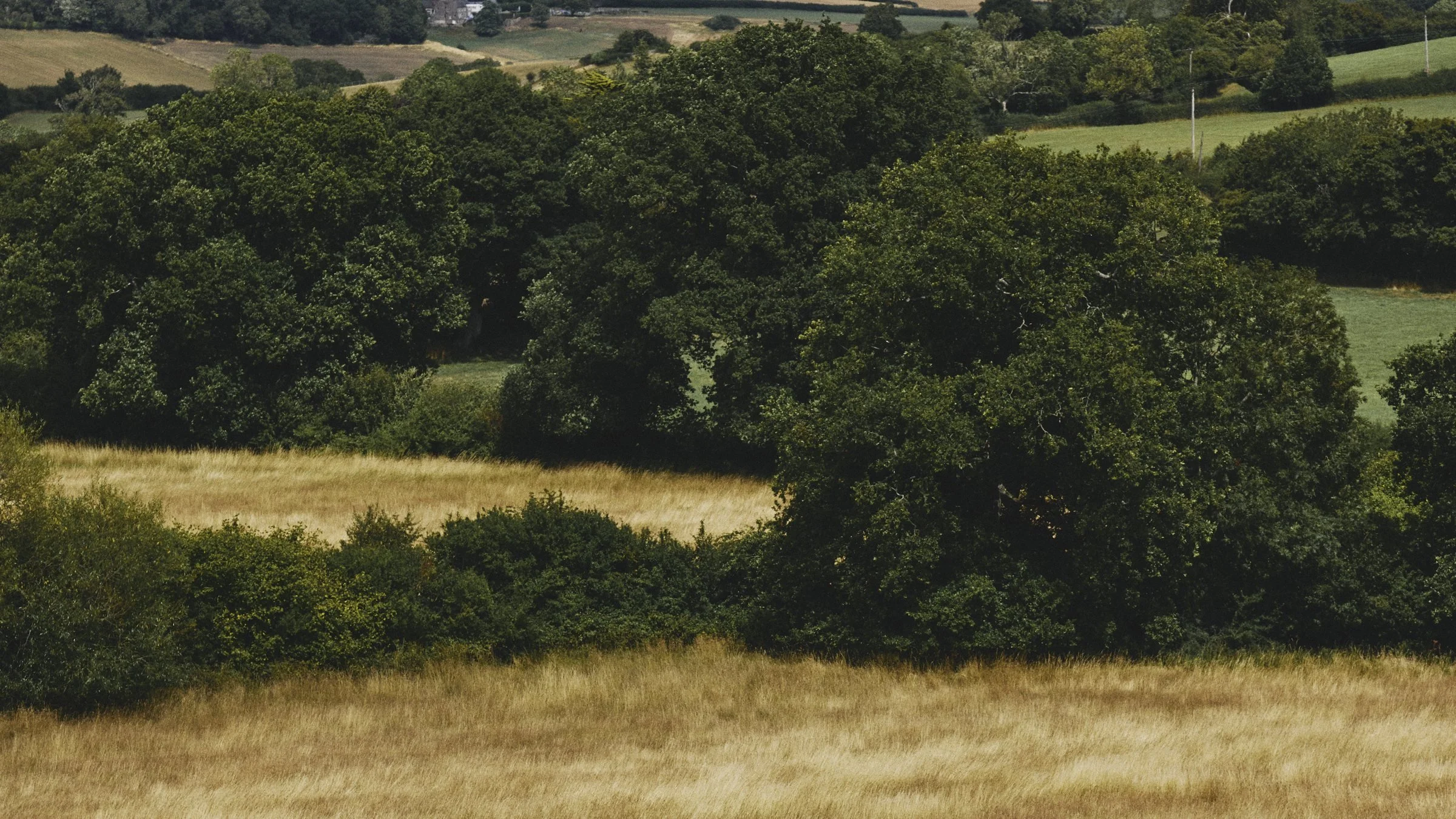 Species-rich grassland at Sleight Farm habitat bank, South West England
