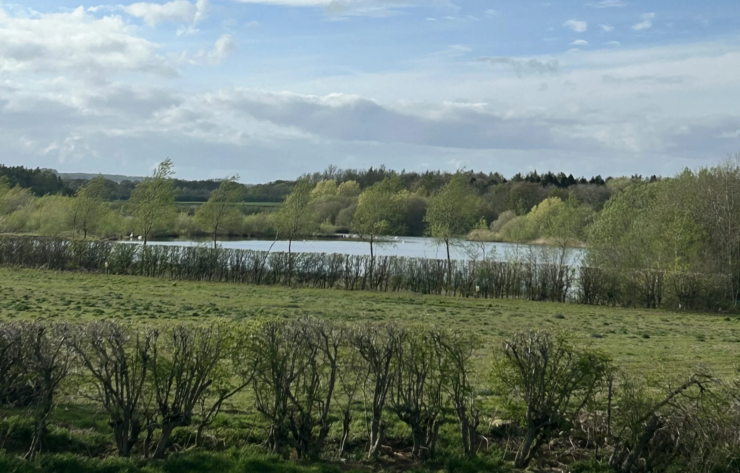 Fields, hedgerows and open water at Badger Bank Farm habitat bank, North Yorkshire