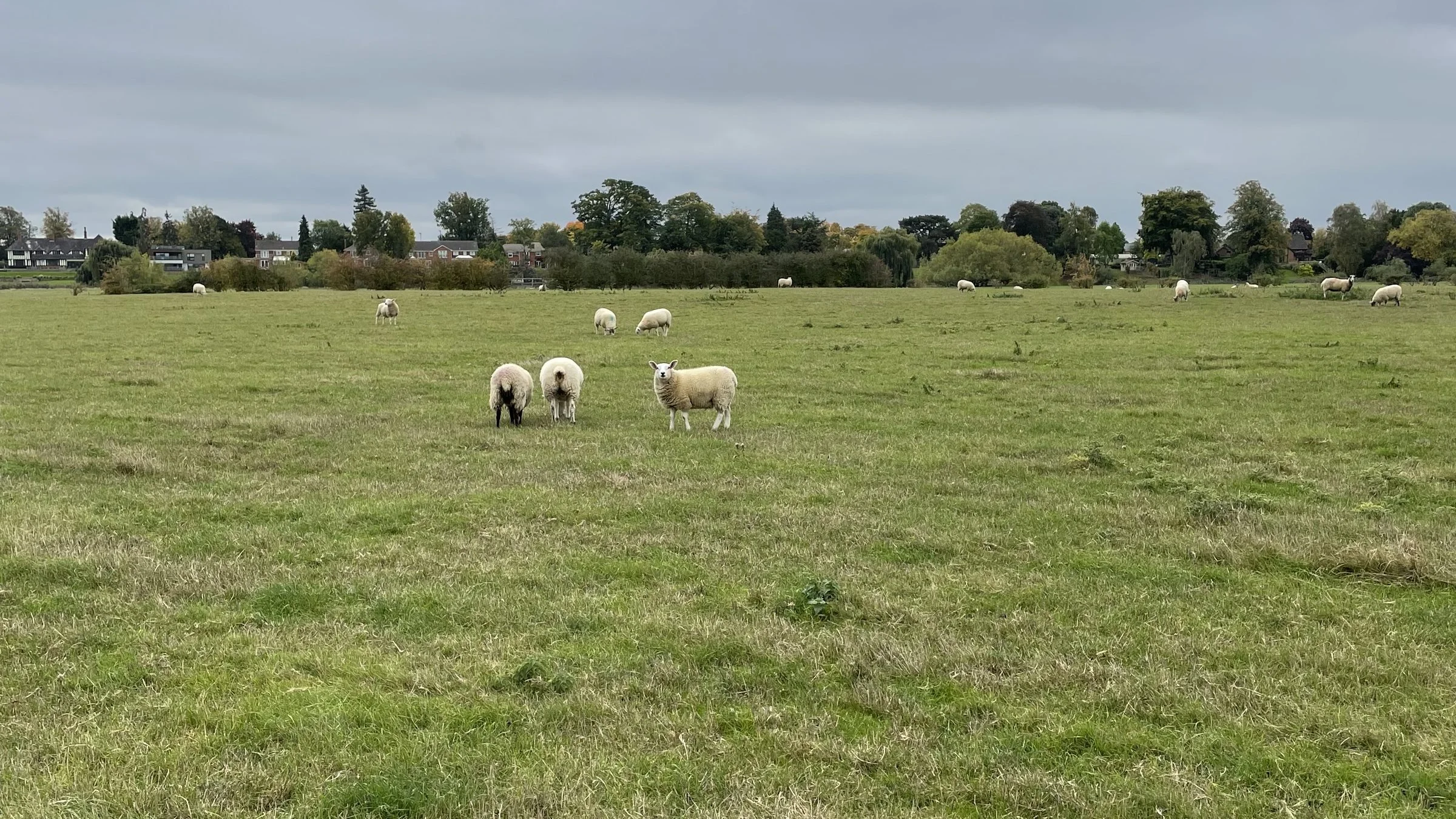 Sheep grazing floodplain grassland beside the River Avon at Avon Meadows habitat bank, Warwickshire