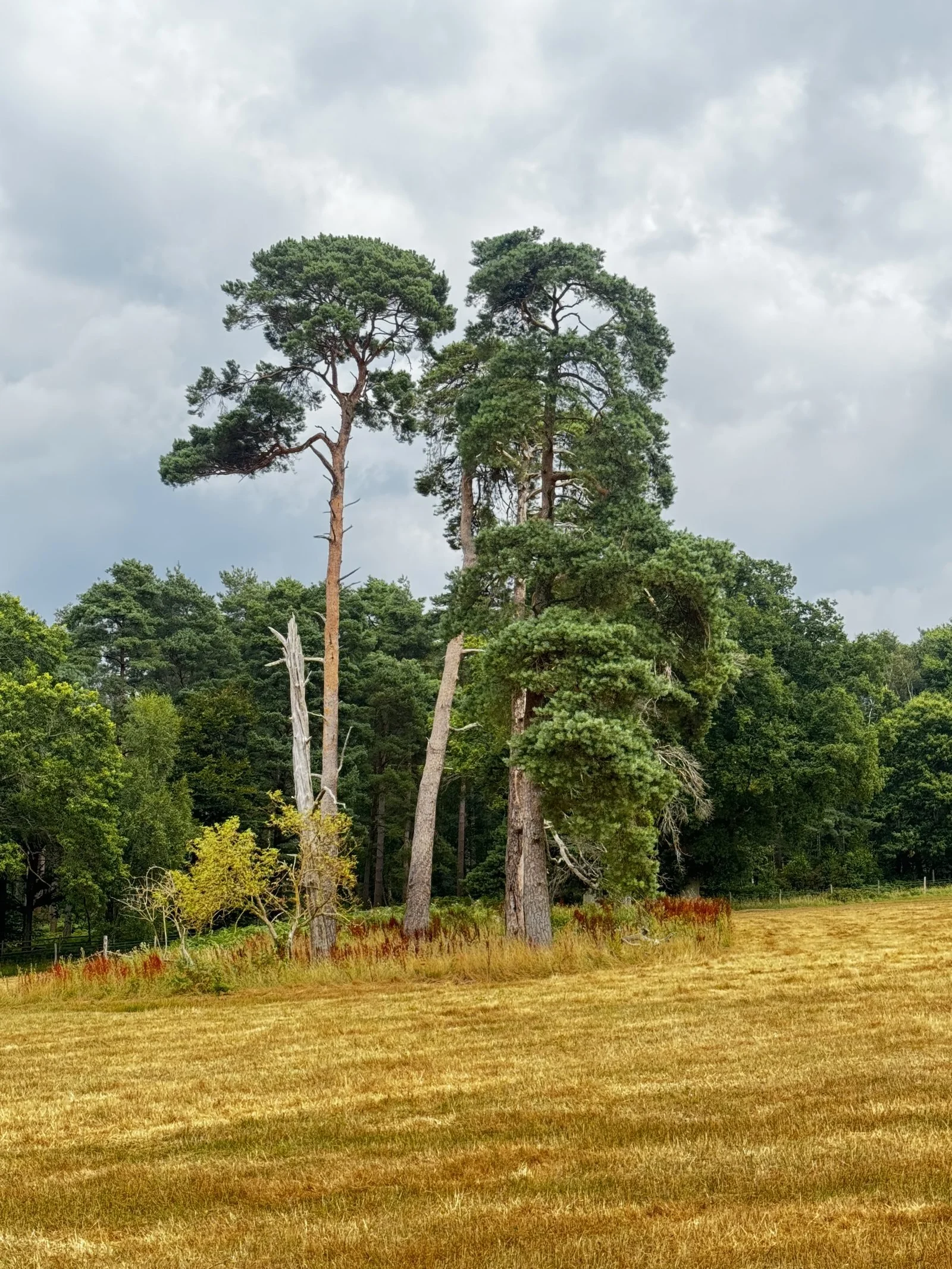 Remnant parkland pines standing in hay-cut grassland at Worth Abbey