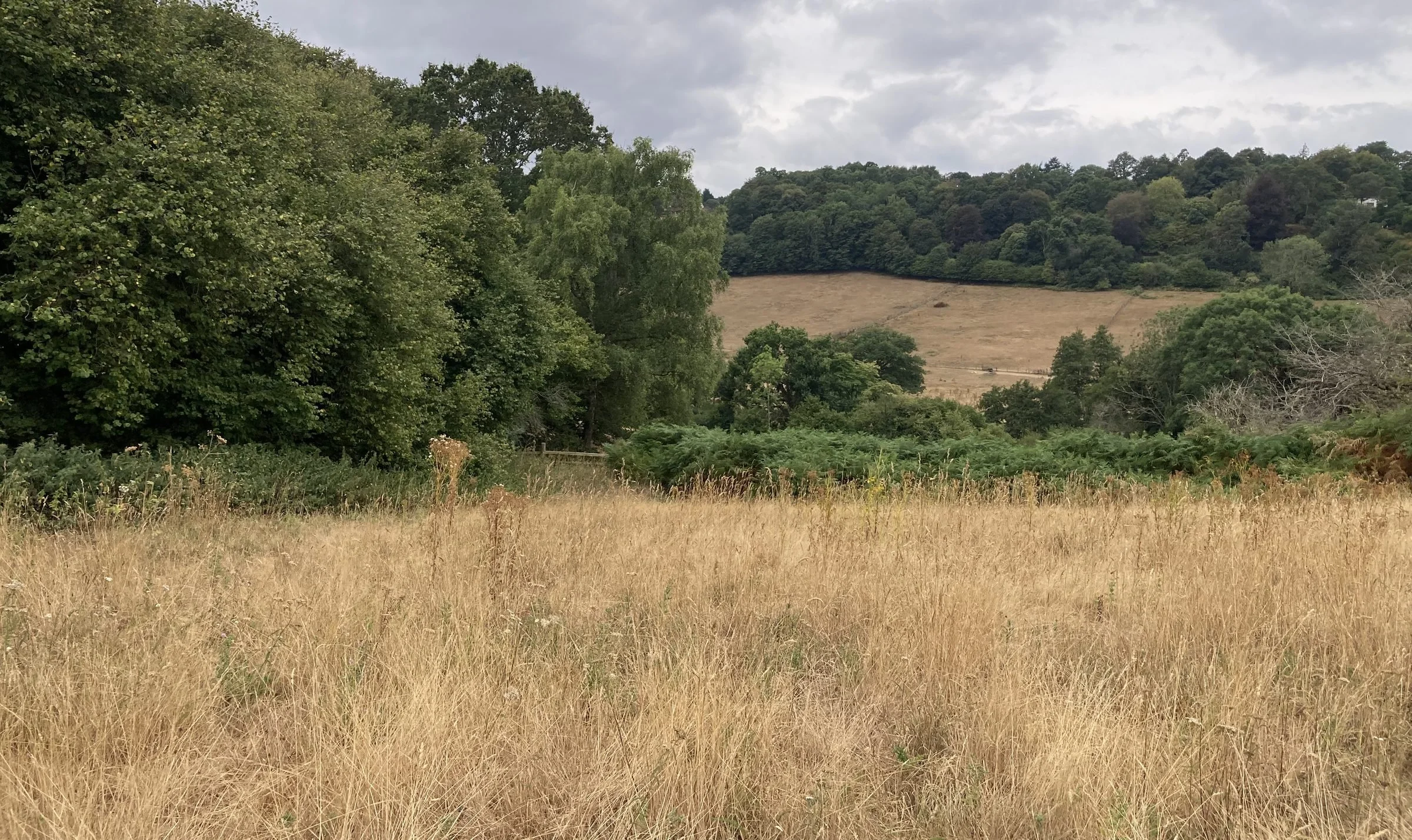 Wildflower meadow and wooded hills at Slades Farm habitat bank, Surrey