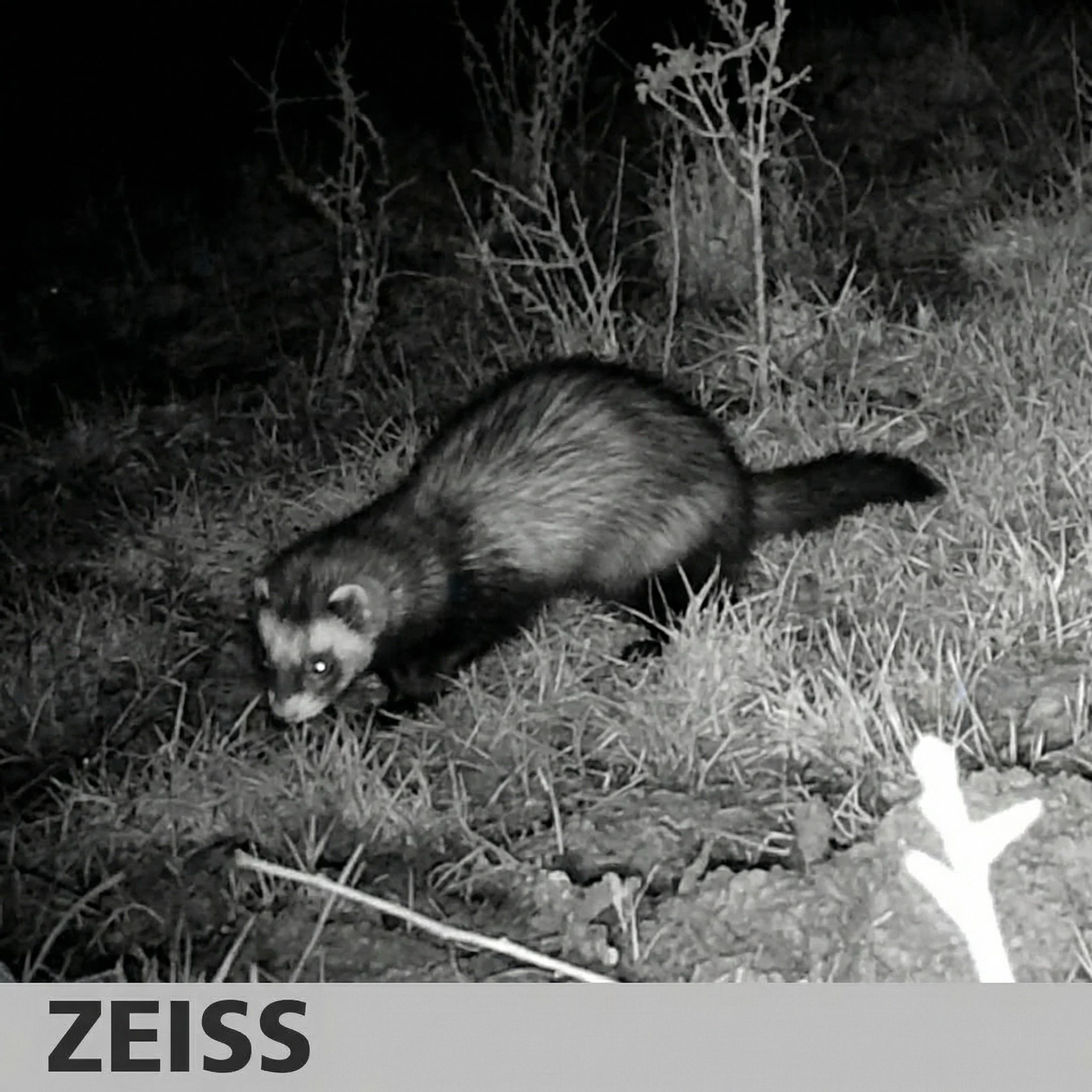Night-vision wildlife camera image of a polecat walking through grassland at a Biofarm habitat bank, highlighting Biodiversity Net Gain (BNG) habitat restoration supporting the return of rare native wildlife