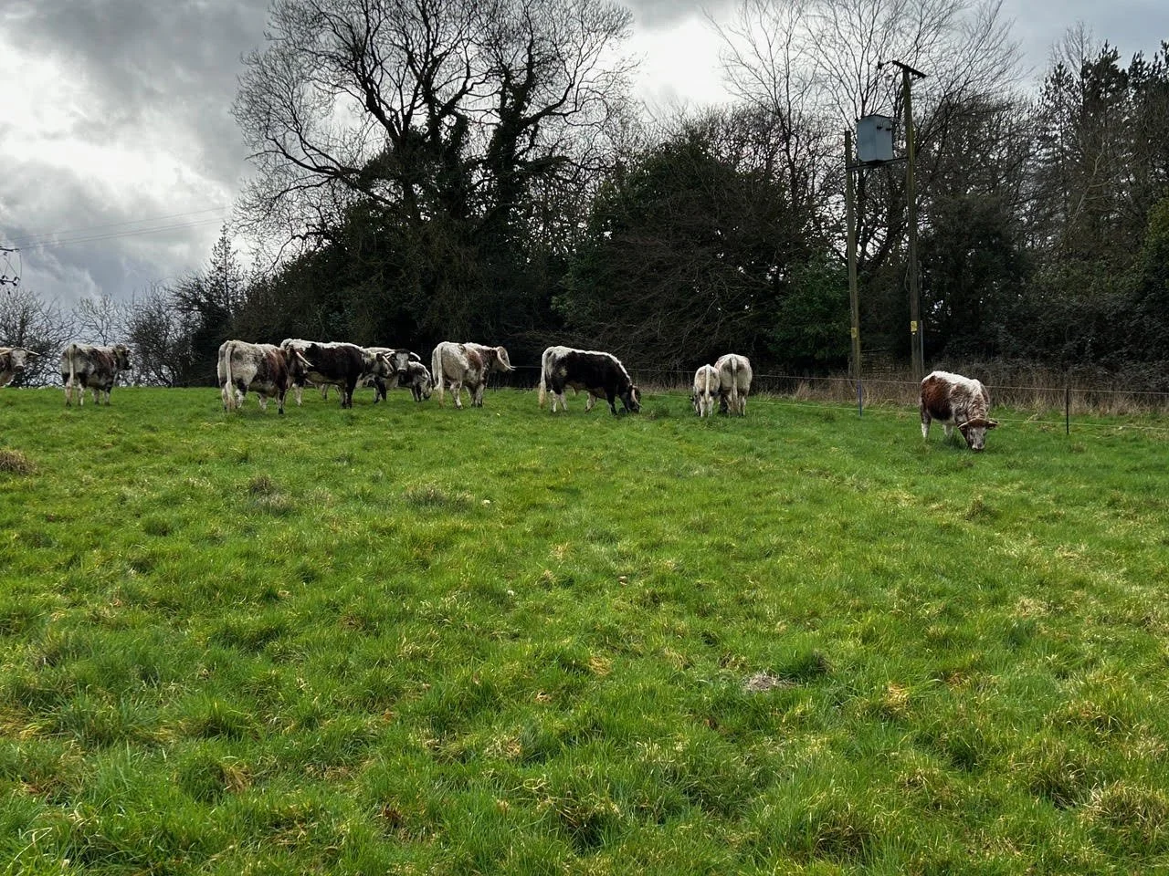 Herd of cows graze at Biofarm BNG habitat bank