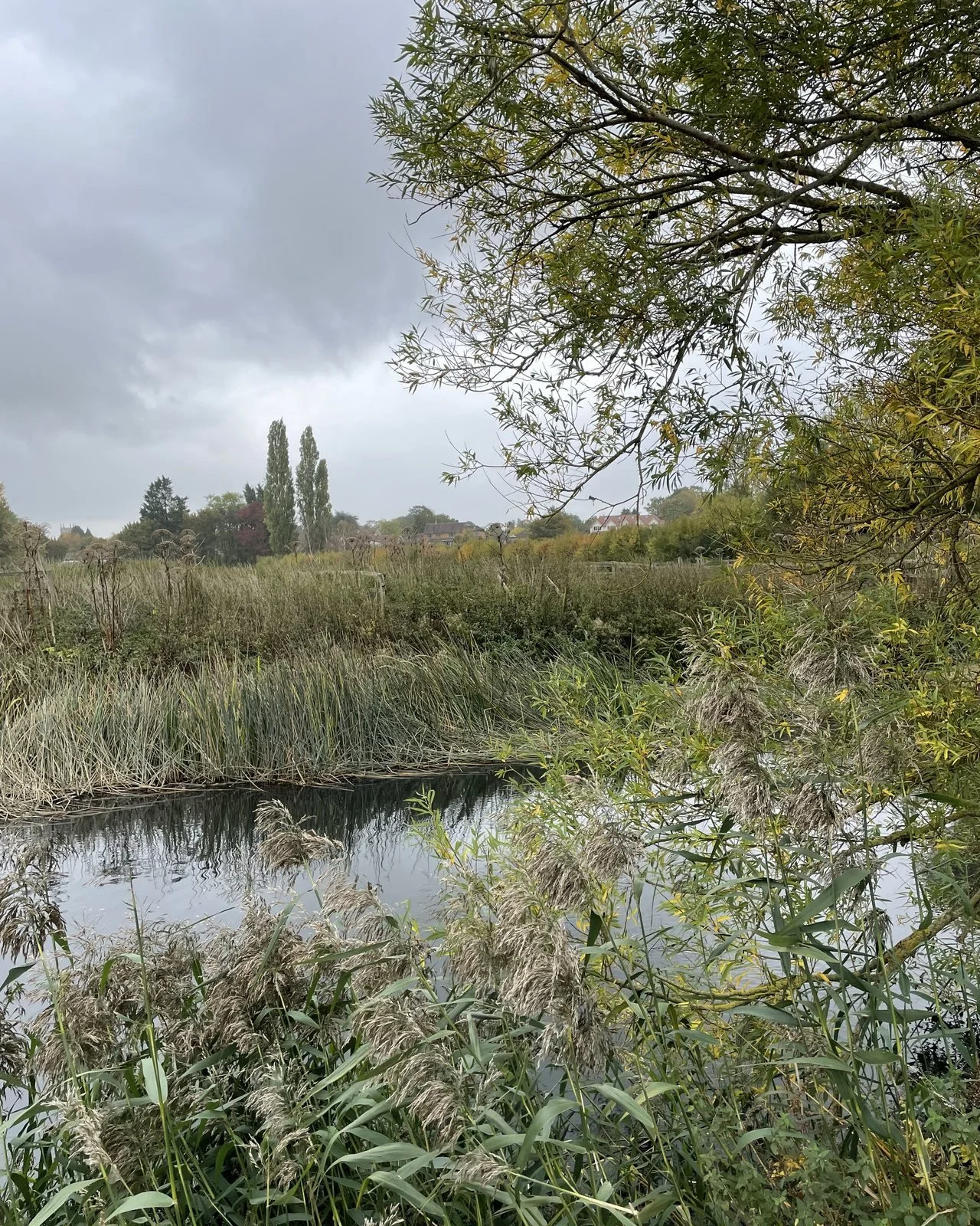 Reeds and willow along the River Avon at Avon Meadows, Warwickshire