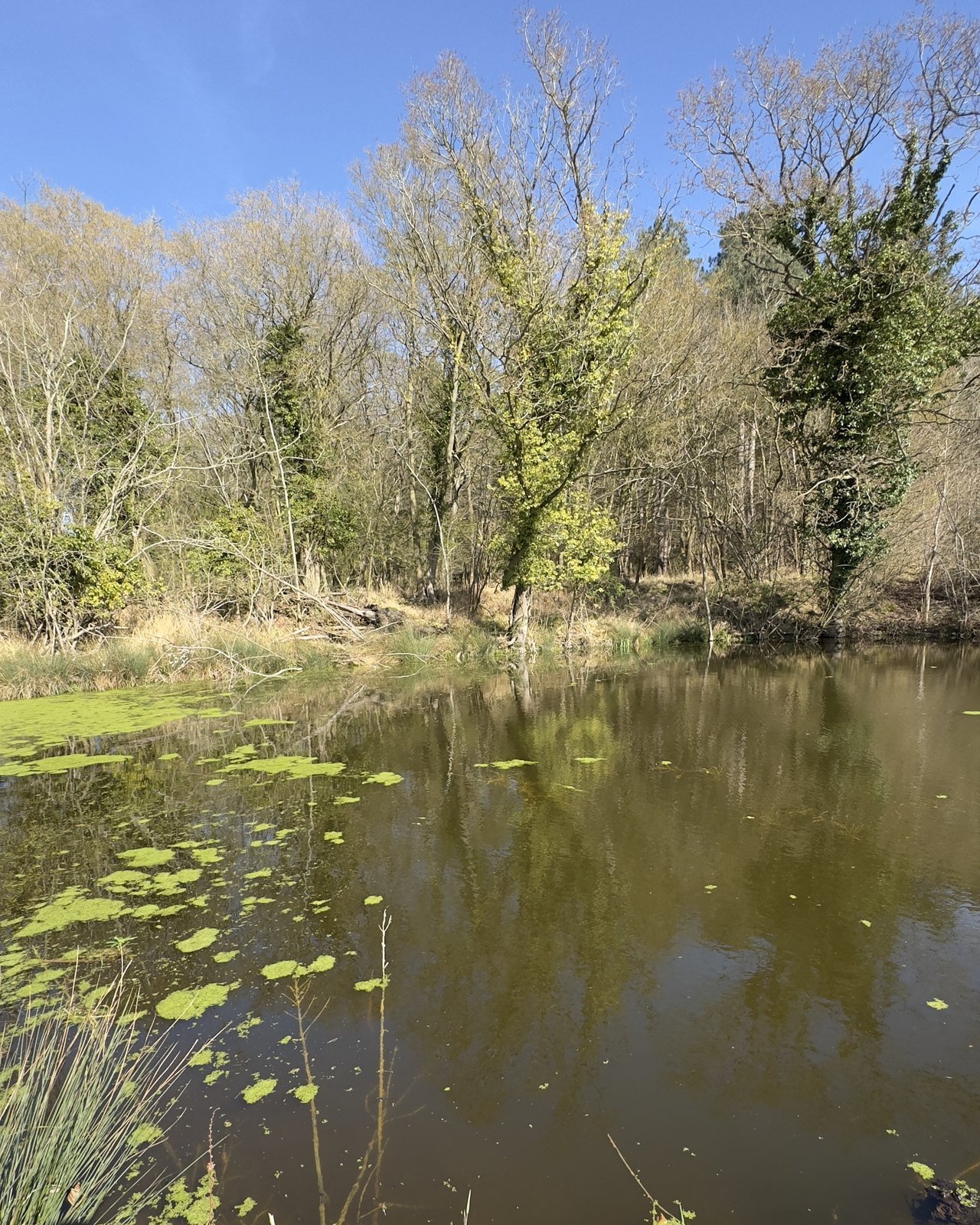 Still water fringed by woodland in the River Alde headwaters at Dennington Hall, East Suffolk