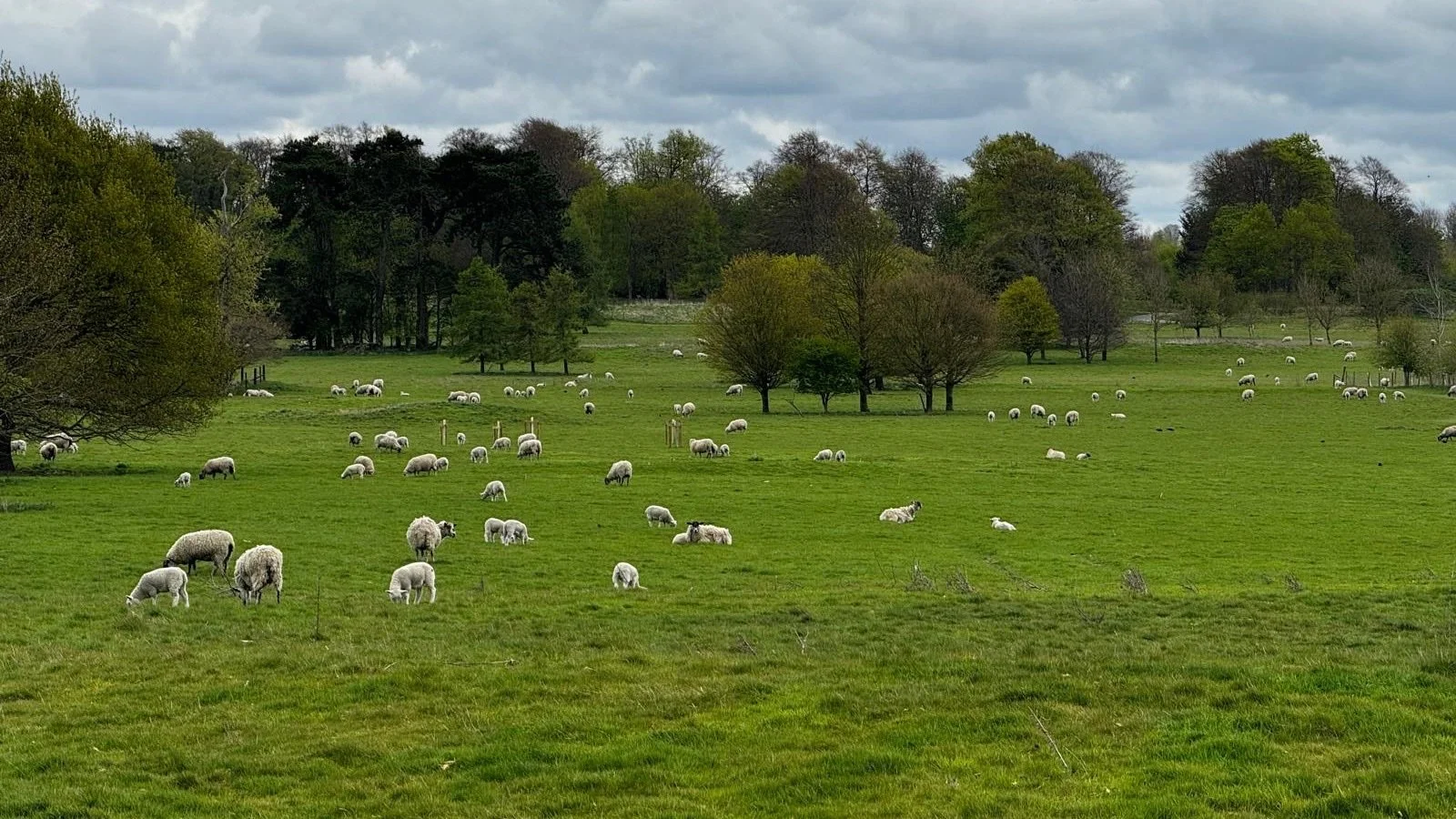 Sheep grazing open parkland grassland below mature and young trees at Thoulstone Park habitat bank, Wiltshire