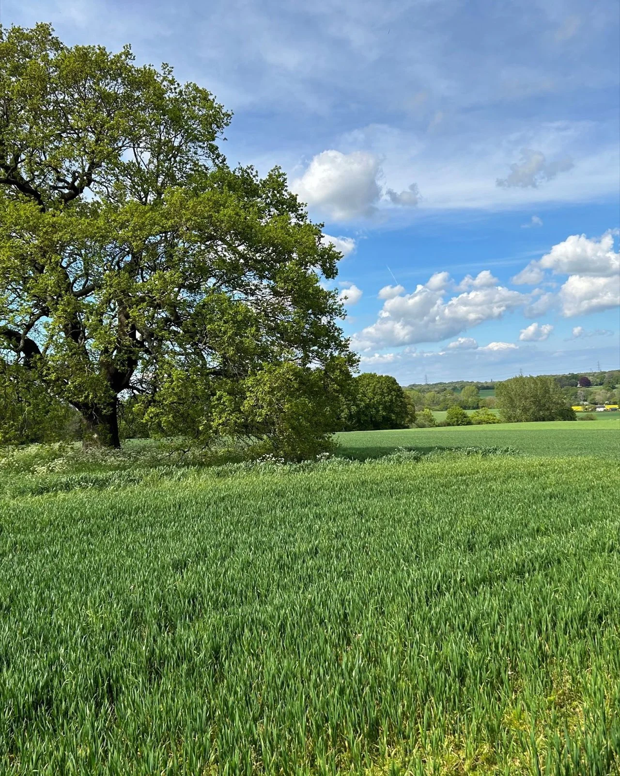 Mature oak on the field edge at Pampeters Field, The Priory, Suffolk
