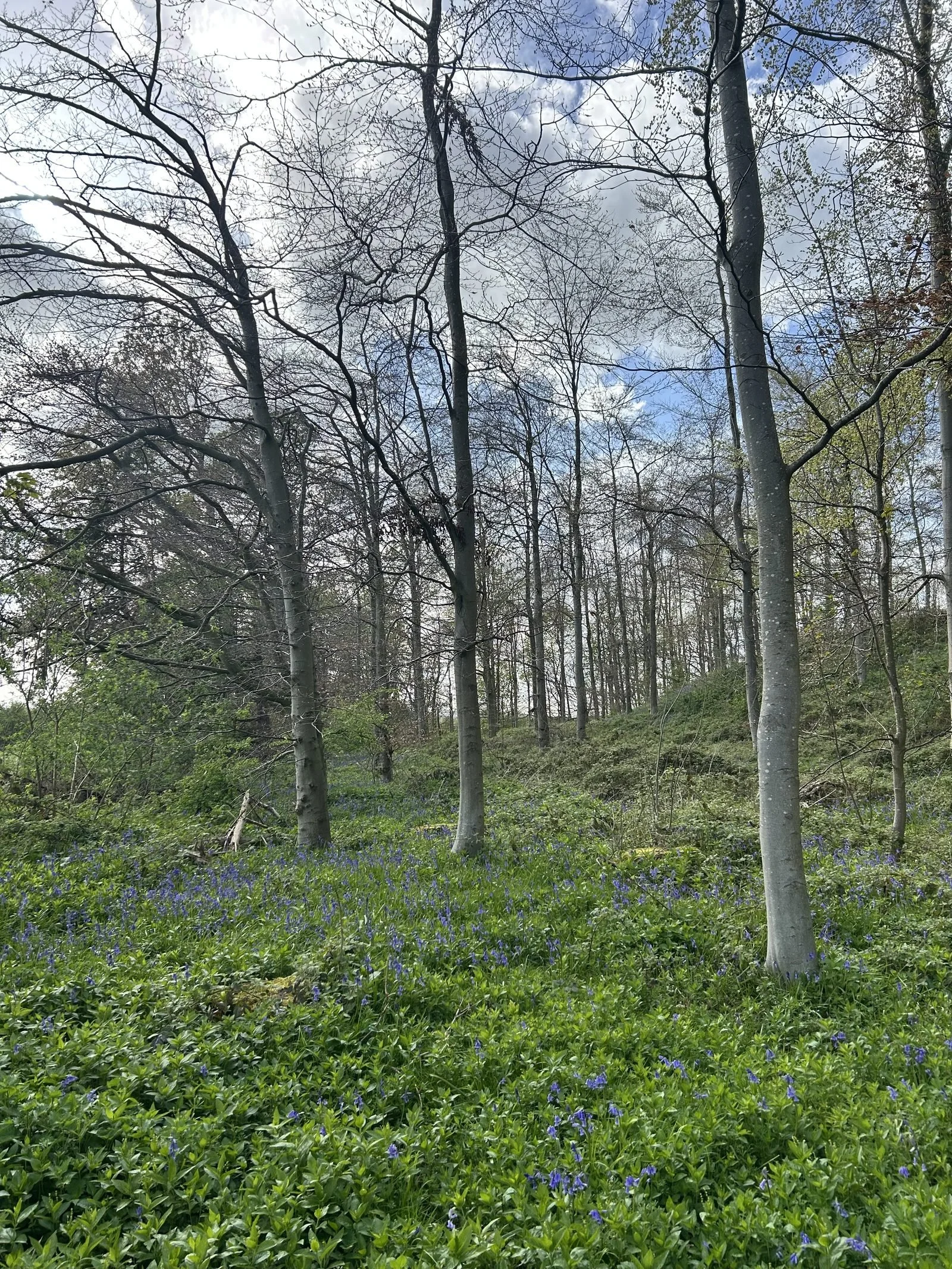 Bluebells in the ancient woodland beside Badger Bank Farm