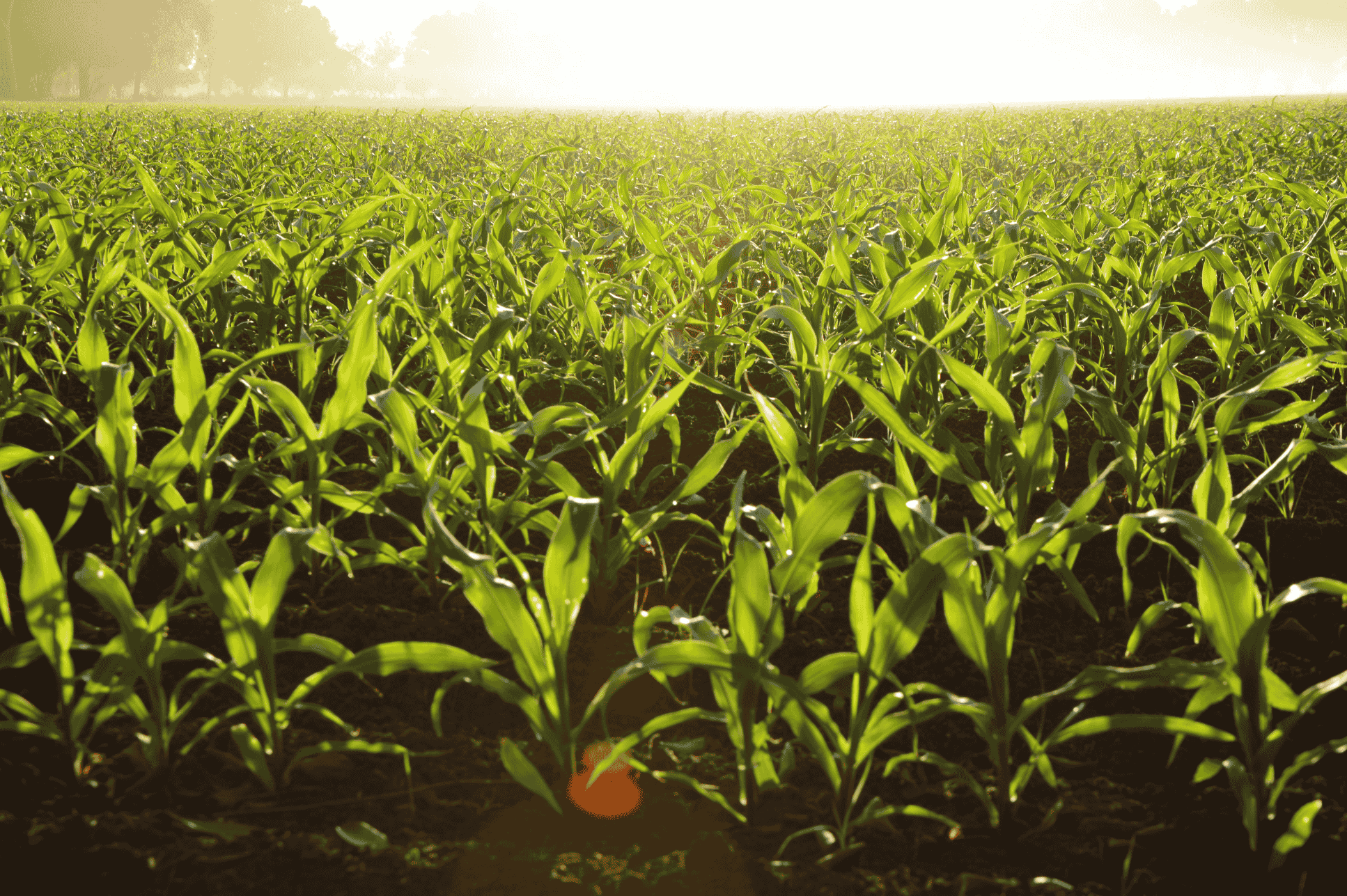 Biodiversity Net Gain: a landowner perspective from Fisher German on the emerging environmental market