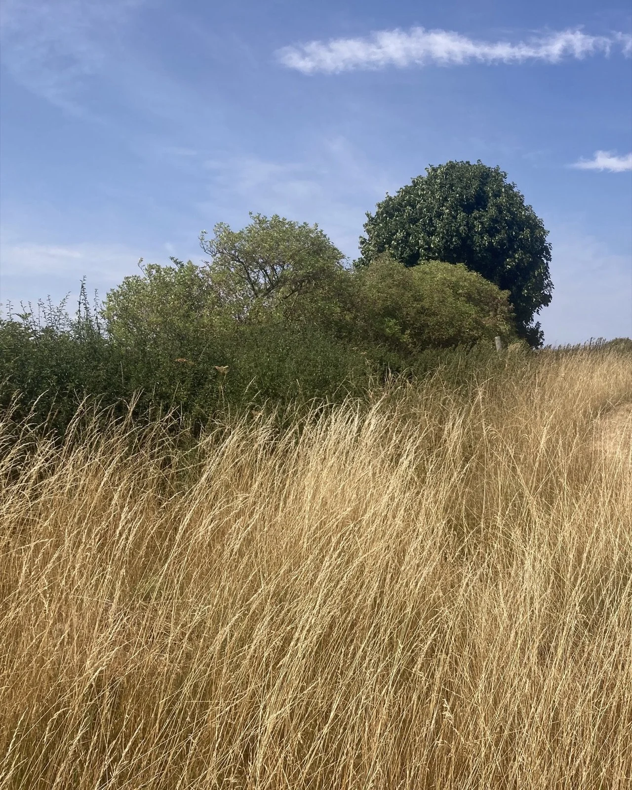 Long grass, scrub and a mature tree on the field edge at Highfold Farm, Cotswolds