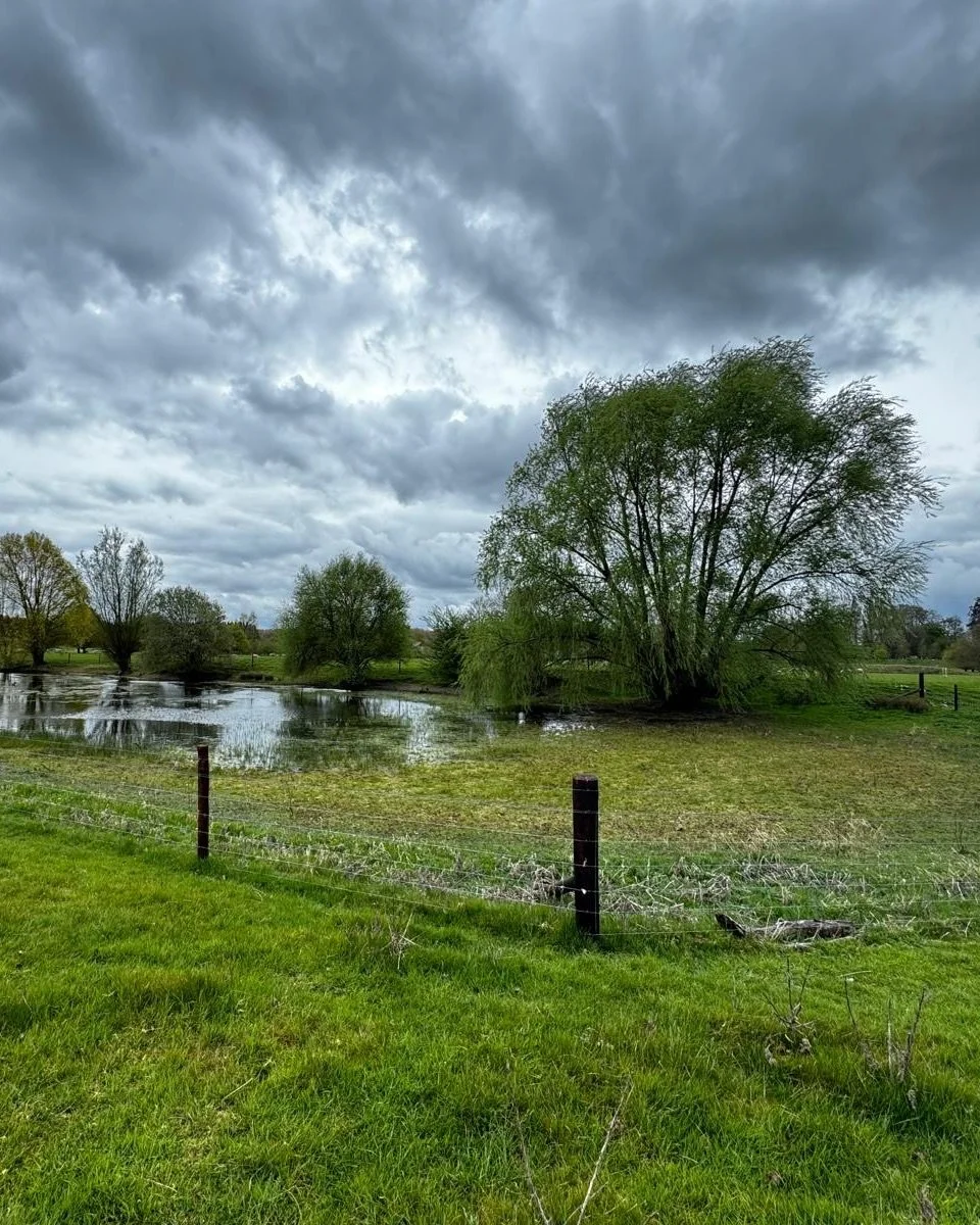 The existing pond and willows at Thoulstone Park, Wiltshire