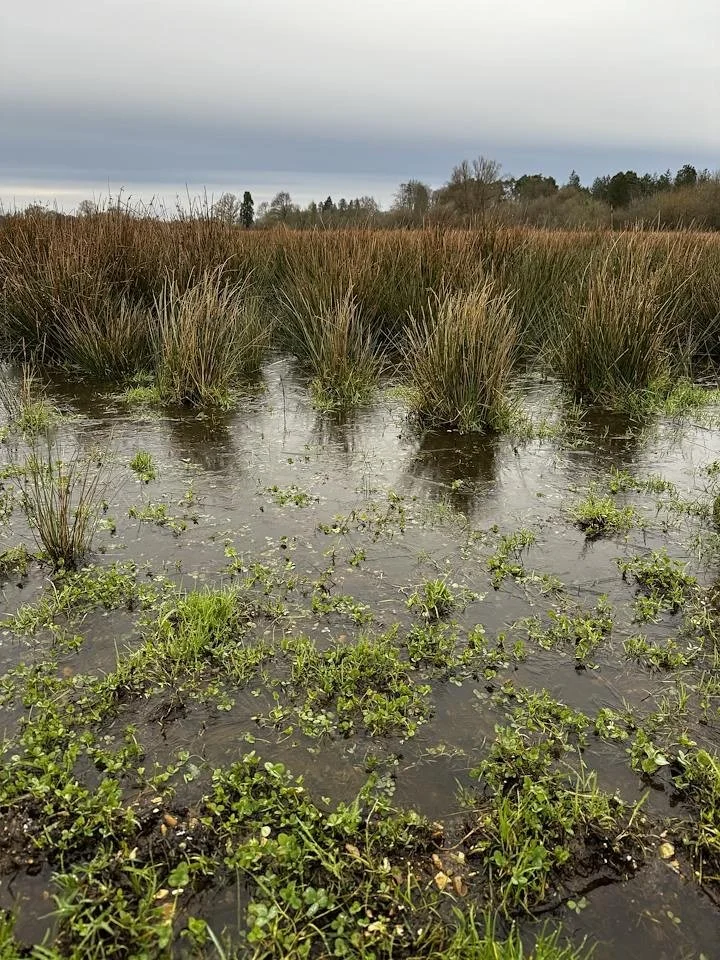 Rushes and seasonal standing water in grassland at Broadlands Estate