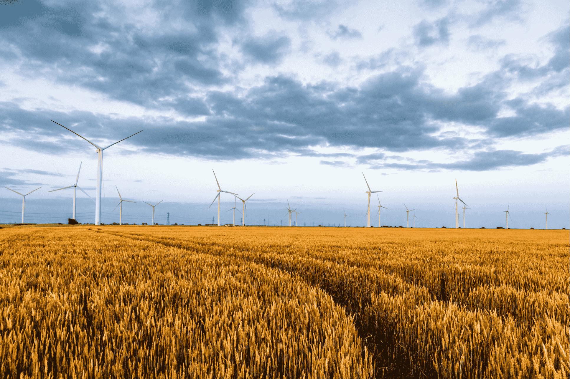 Wind turbines in wheat field