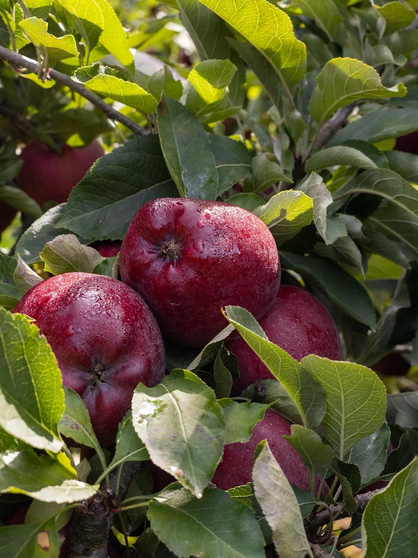 Good morning! Swing by today and all weekend from 10-5! Weather looks superb for apple picking&hellip; come on out and say hi! 

Honey crisp, McIntosh, Cortland, Galas &amp; more on the verge of being ready! 🍏🍎

Pumpkins, gourds, &amp; more&hellip;