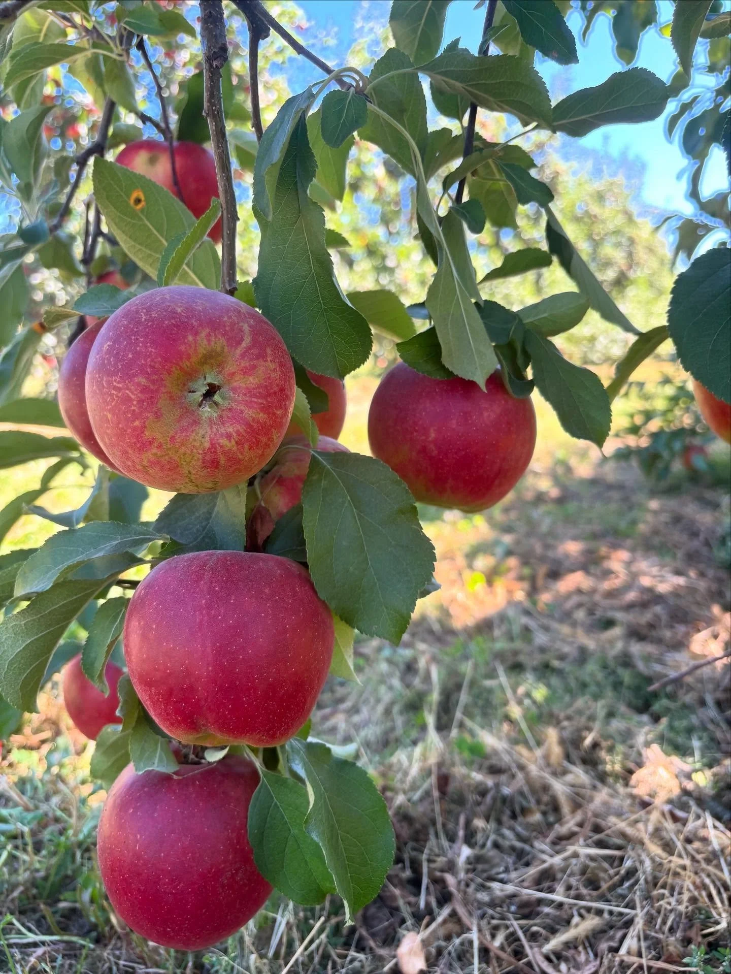 FARM UPDATE:  just a little FYI- we no longer have any HONEY CRISP APPLES available for picking!  We will still have PRE-PICKED AVAILABLE for purchase! 

We apologize for any disappointment.  Due to this apple being an early variety and to ensure we 