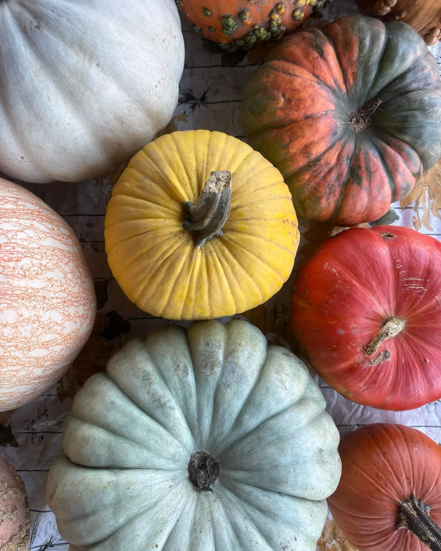 We&rsquo;re OPEN! Looks like another beautiful stretch of weather for the following days!  Swing on by for all of your apple &amp; pumpkin needs! 

✨Orchard hours: 10-5 
🍎$1.50/lb 
🎃 .50/lb
.
.
.
#fixfarm #pyoapples #appleszn #applepie #applesauce 