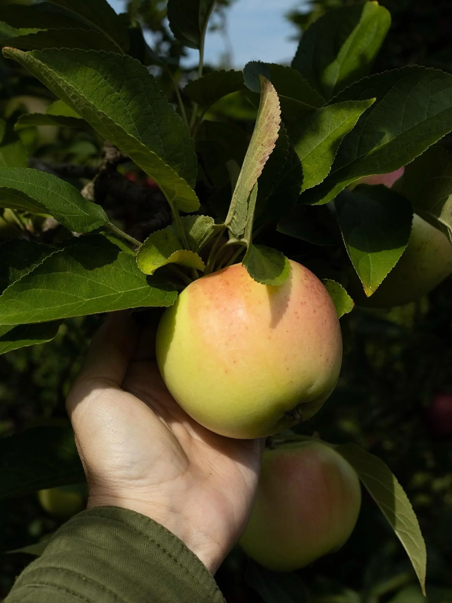 Fall foliage and fresh apples off the tree! A Hudson valley dream we wait for all year long! 🍂🍏

Come on out and enjoy the peak of fall! We&rsquo;ll be here all weekend from 10-5! 

Apples, pumpkins, hayride, farm store stocked with great local goo