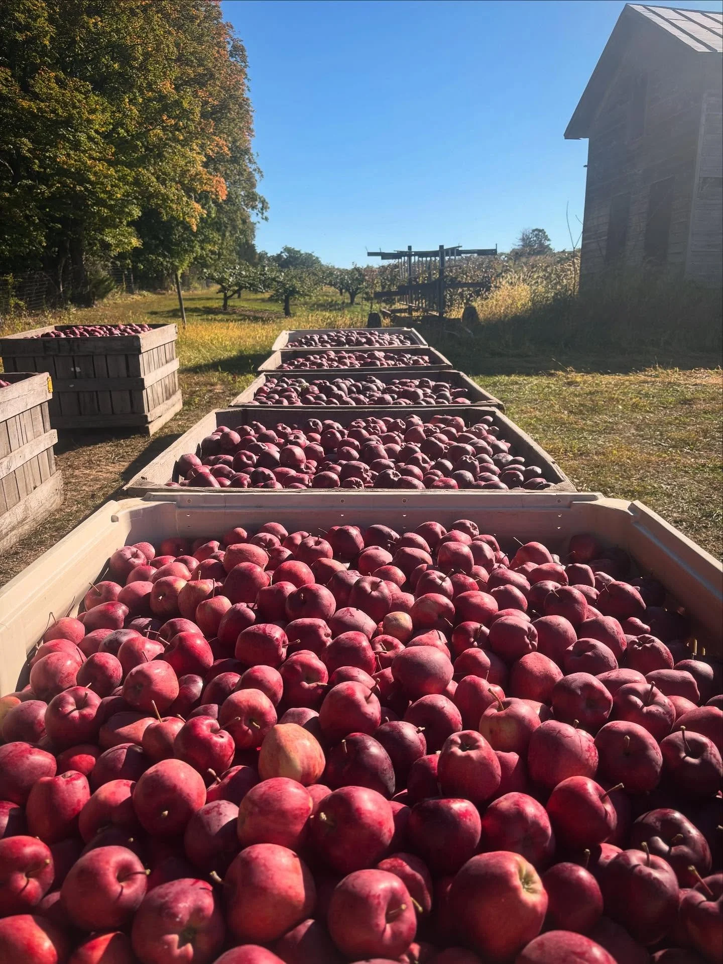LAST WEEK OPEN for PYO APPLES!!! 

Monday, October 13th will be our LAST DAY OPEN! 

Orchard Hours: 10-5 (Wed. 10/8 - Mon. 10/13) 

All varieties available! 🍎🍏 
.
.
.
#fixfarm #pyoapples #lastweekopen #farmfreshfruit #applepie #applesauce #hudsonva