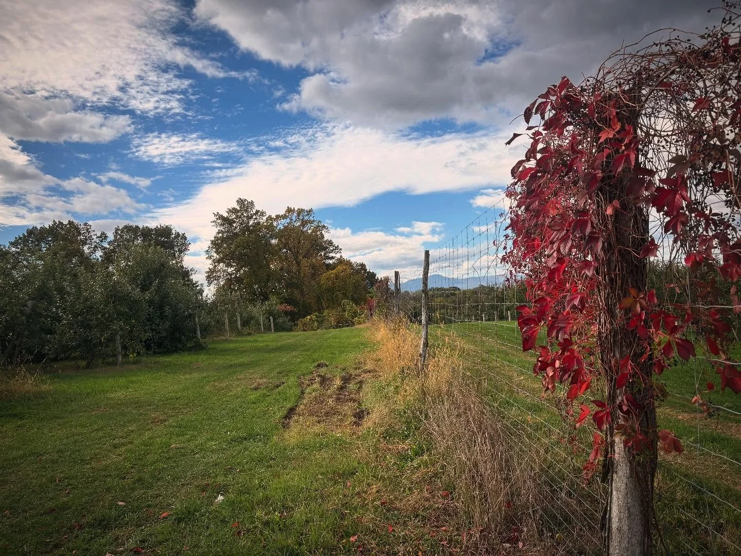 A huge THANK YOU to all of our customers who came out and picked fruit in 2025! We are so thankful for all of you. 

We were lucky to have beautiful cherries, peaches, and apples this year and look forward to next year! 

We are now CLOSED for the se