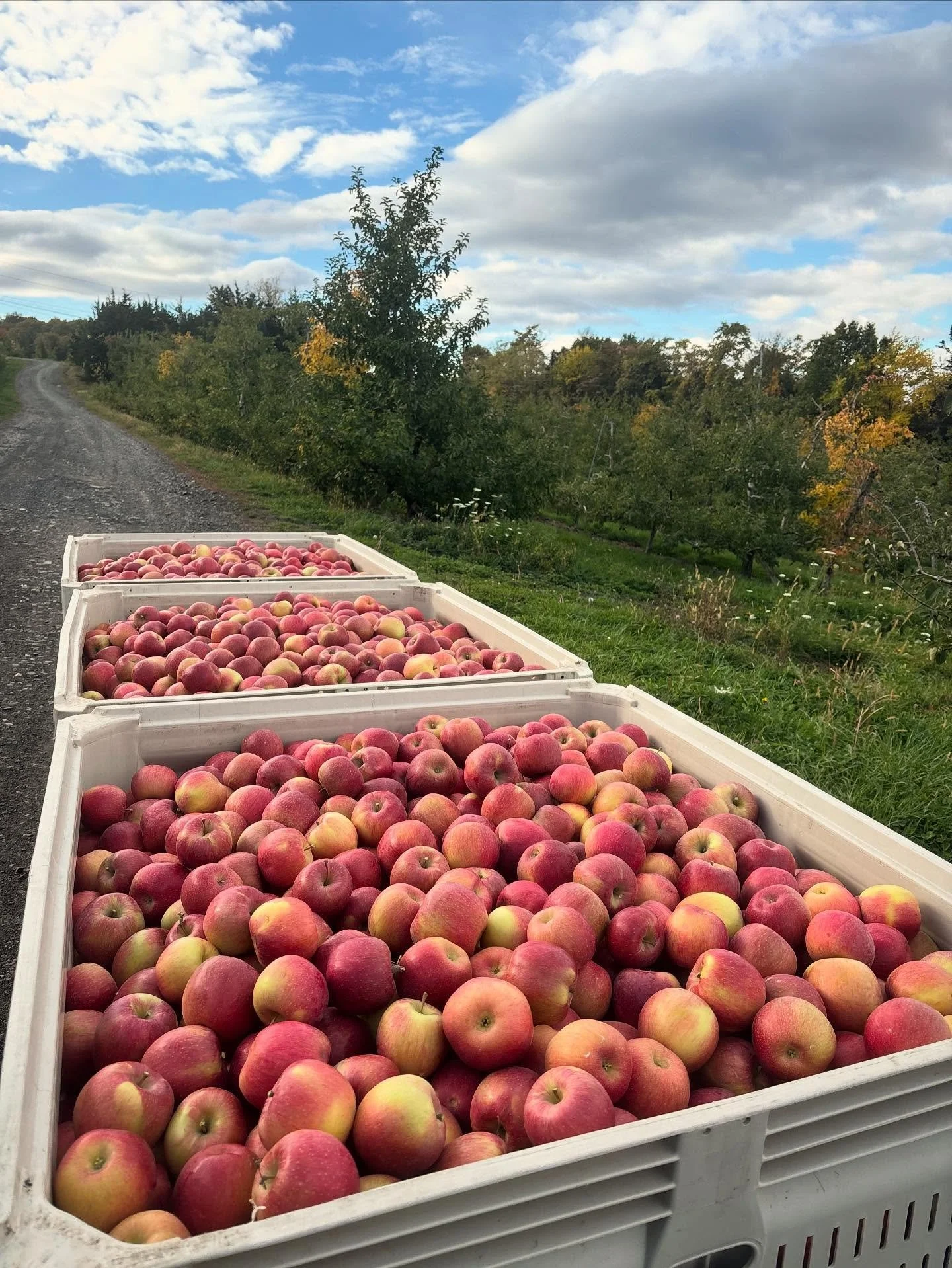 Holidays are right around the corner folks!  Stock up on your apple & cider needs from Fix Bros. Our annual holiday sale is up and running. Get it while it’s 🔥
🍎50lb boxes of EverCrisp apples for $60.00
✨Signature sparkling Cider: case
