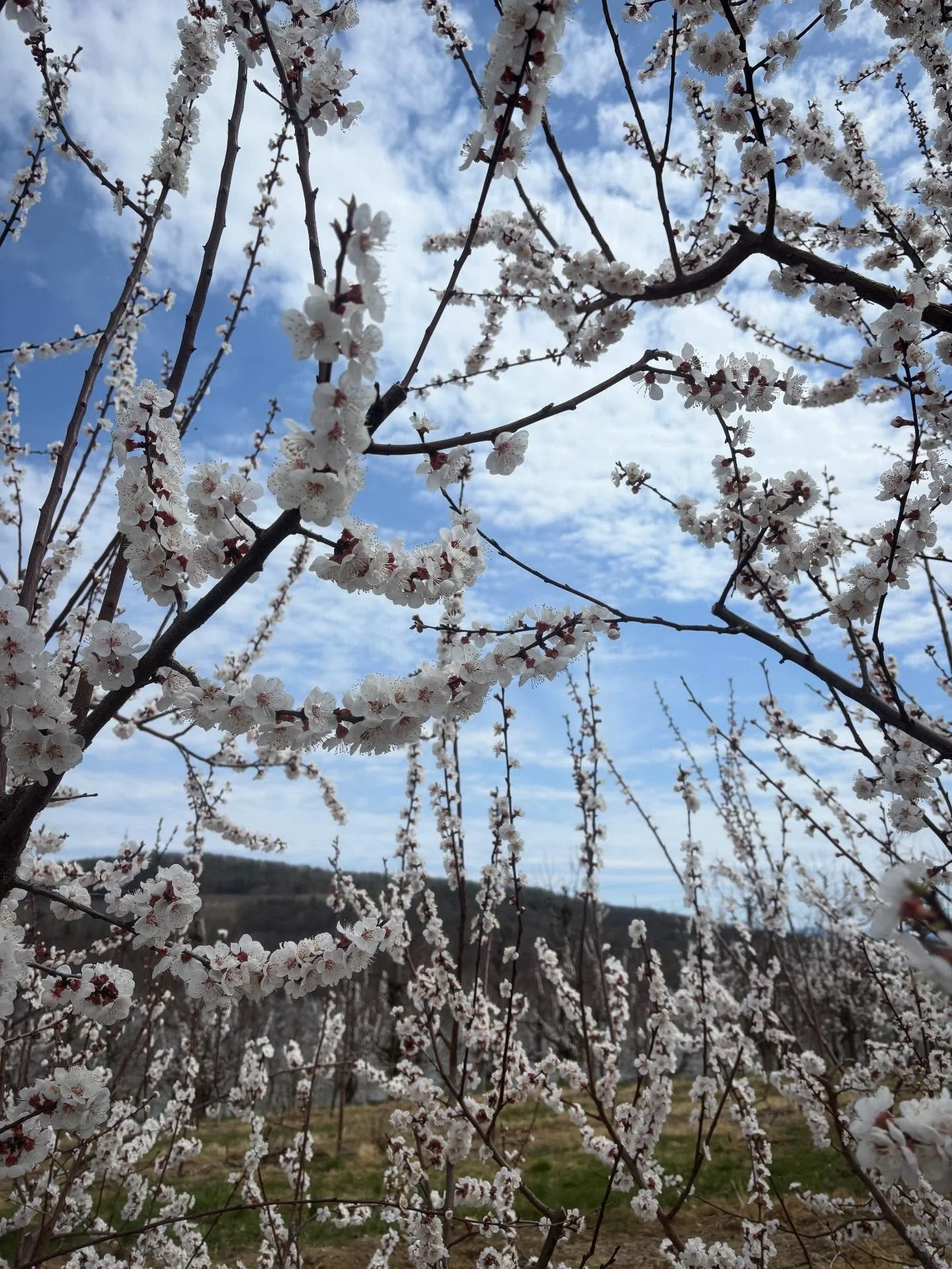 The moment we&rsquo;ve all been waiting for! 

Spring at last! 🌸