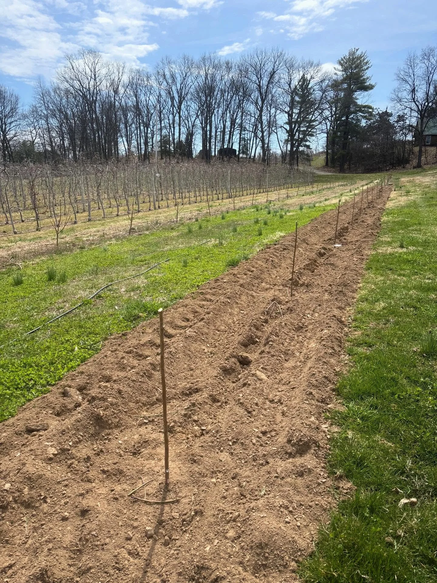 Spring is the season of fierce activity, renewal, and expectation on the farm.  Turning shifts from winters dormancy to hustle and bustle of planting and welcoming new life. 

Our farmers have been busy planting new trees! Apricots and donut peaches 