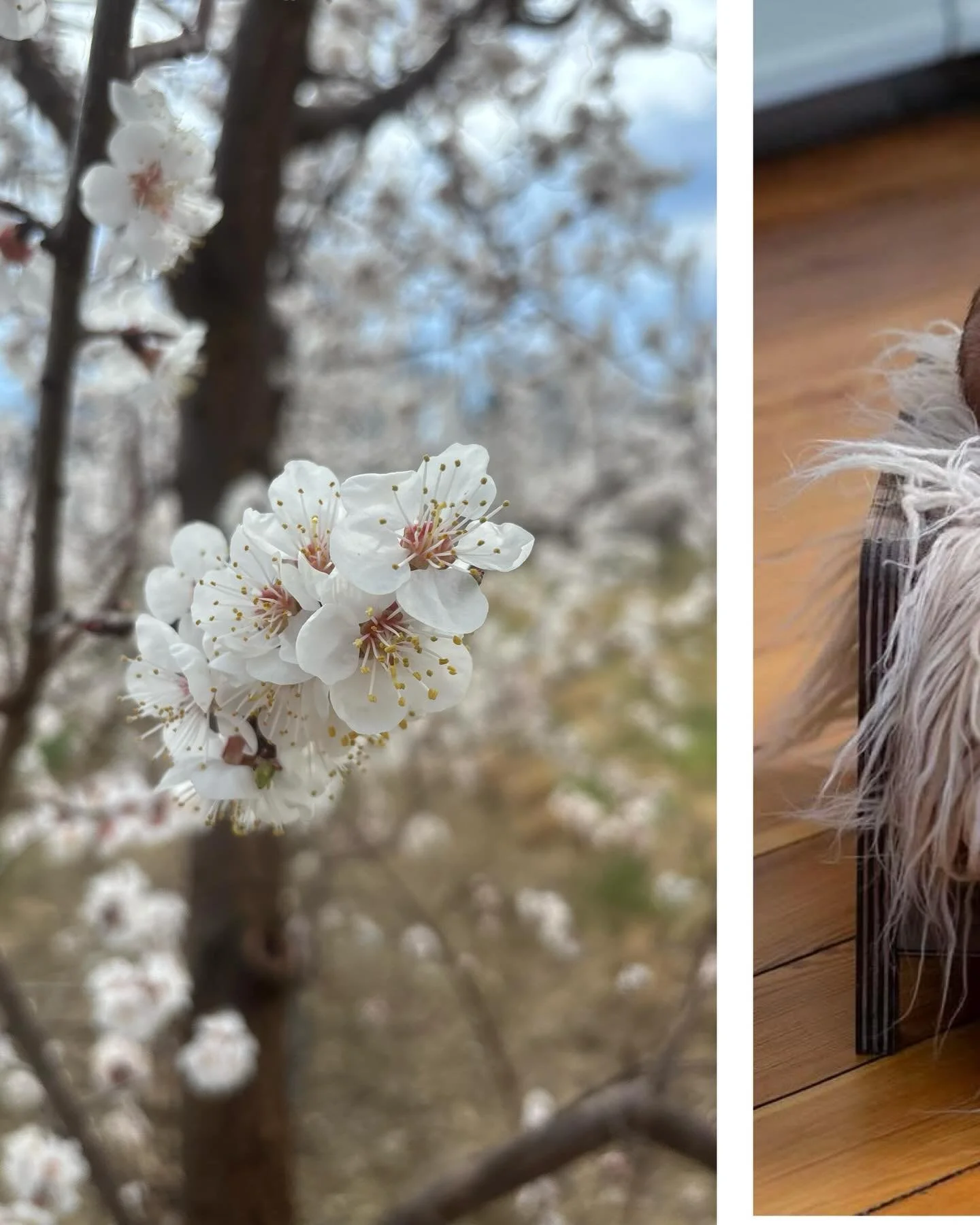 Speaking of new life on the farm- here&rsquo;s a sneak peek at the newest member of our family! 🍎 Fifth generation @angela_fix welcomed her son Carter into the world in the beginning of April. Stay tuned for incoming cuteness overload this summer. N