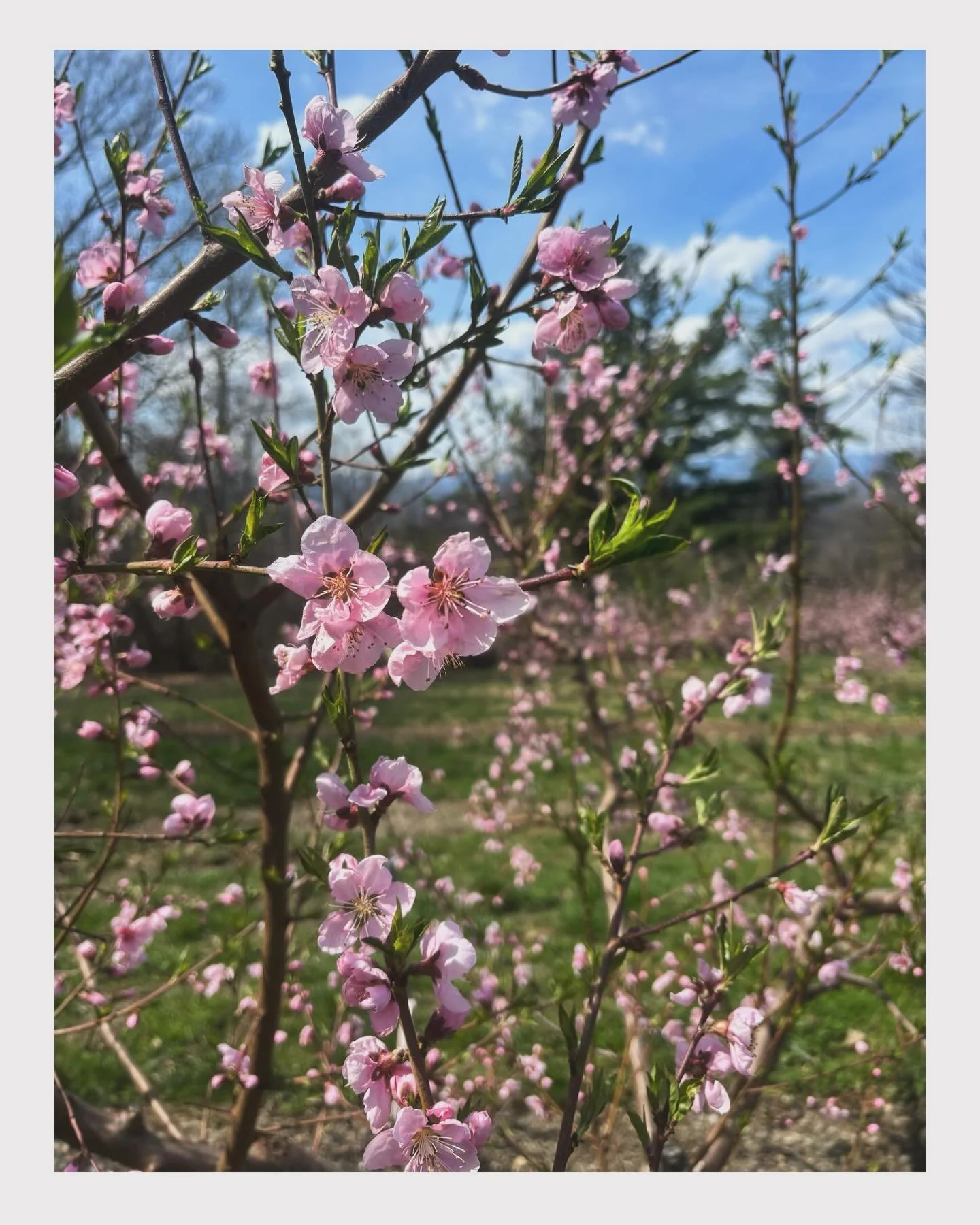 The orchards are in all of their glory right now! 🌸
.
.
.
#fixbrosfruitfarm #blossomseason #fixfarm #fruittrees