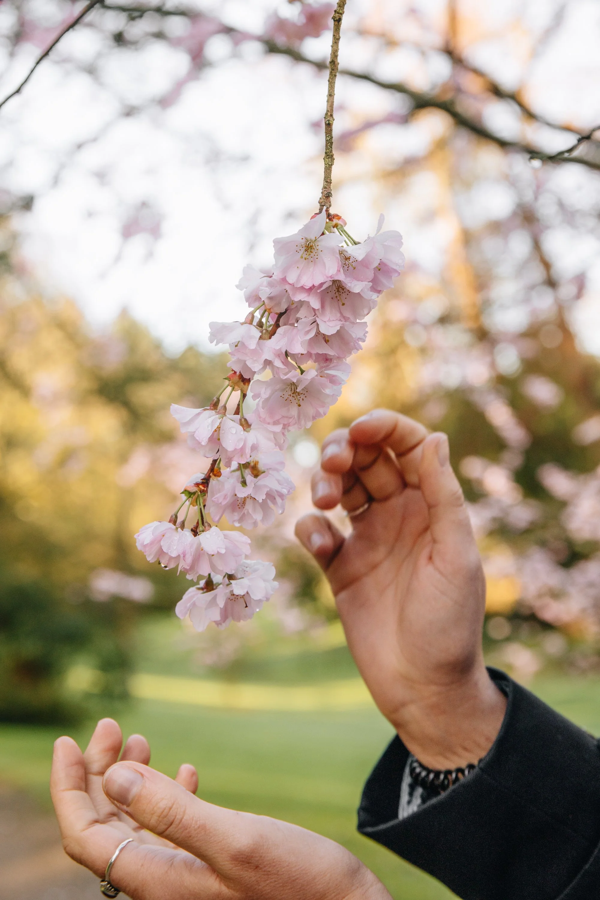 Parc Oriental Hanami - Arthur Aumond WEB-4.jpg