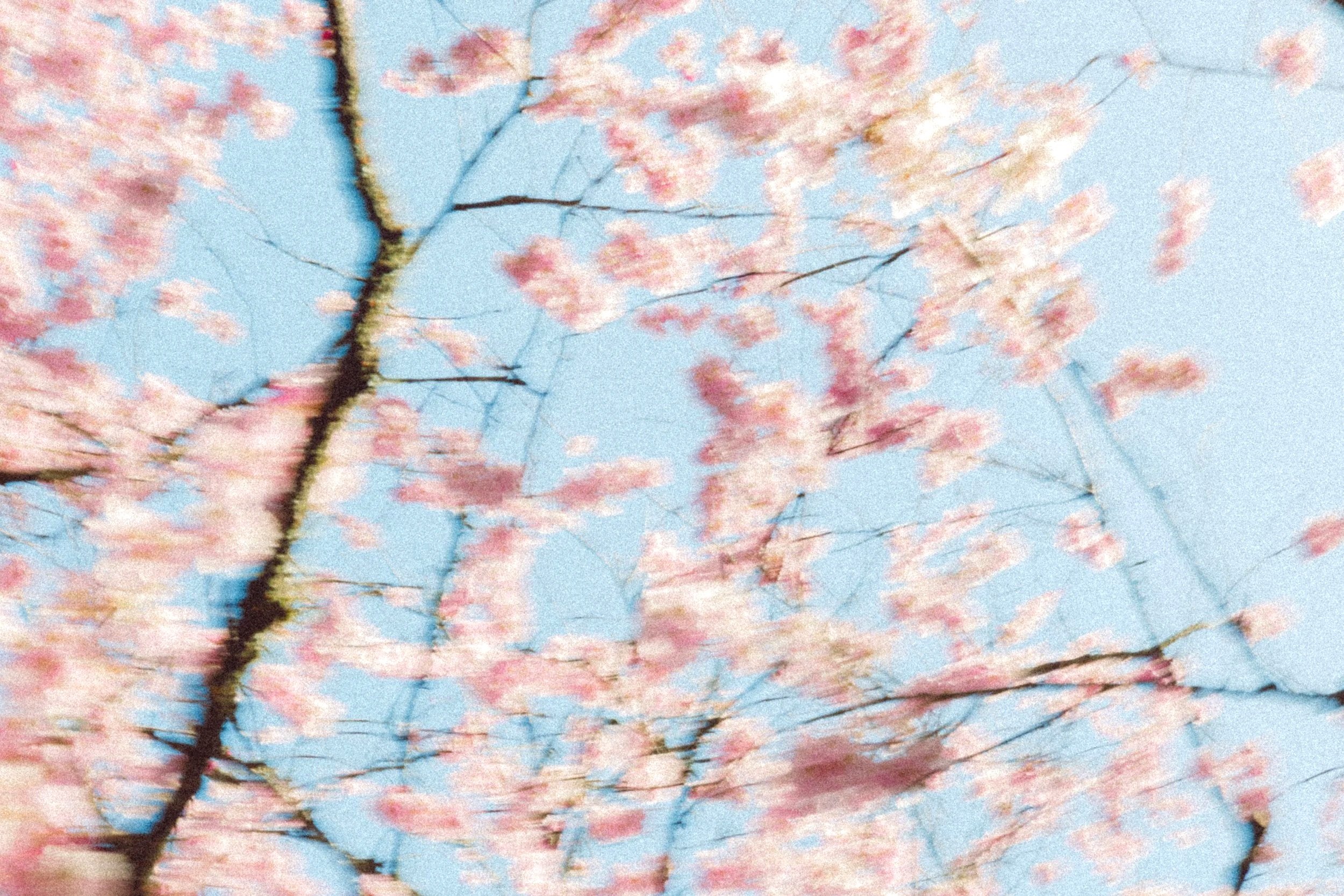 Parc+Oriental+Hanami+-+Arthur+Aumond+WEB-36.jpg