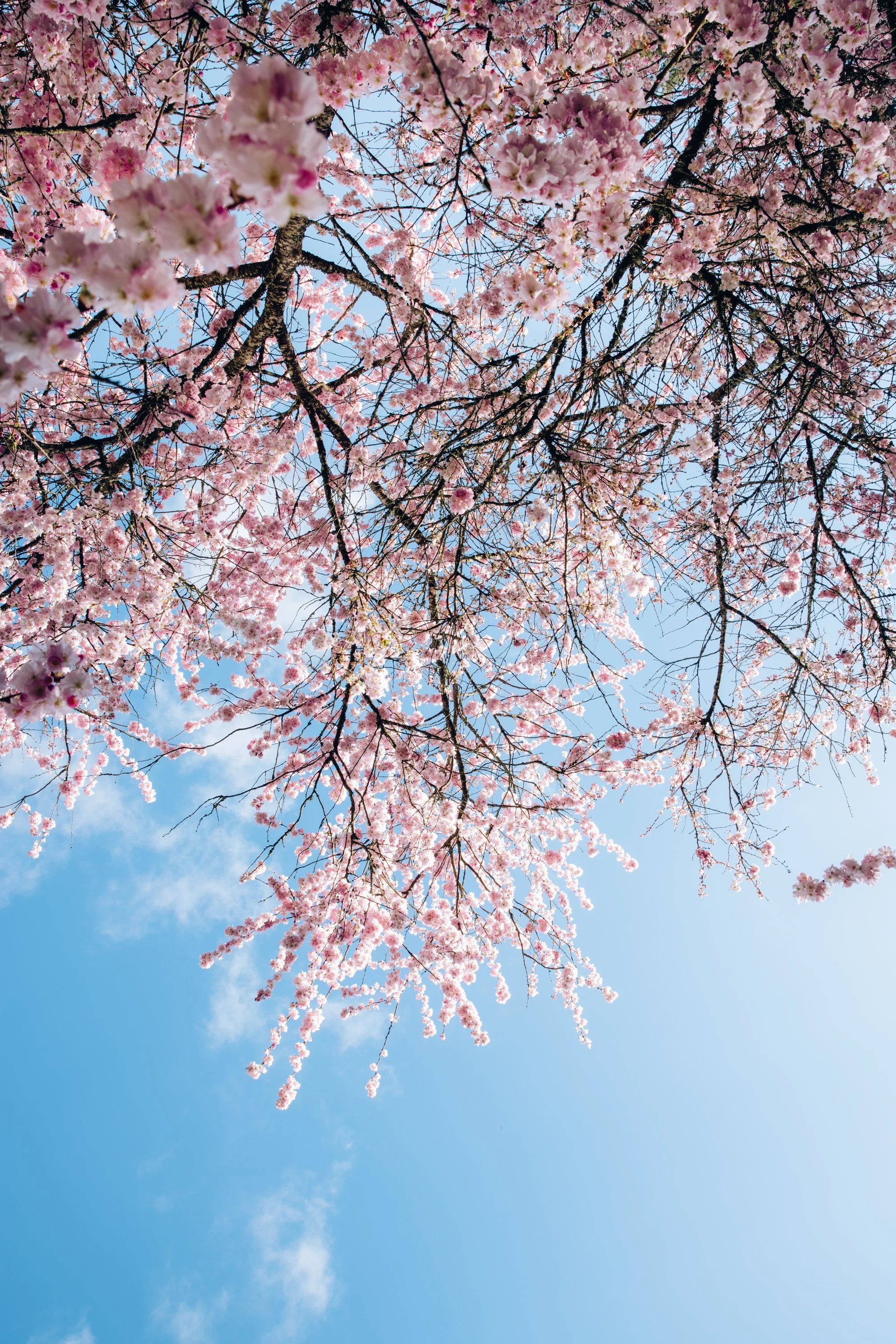 Parc Oriental Hanami - Arthur Aumond WEB-46.jpg