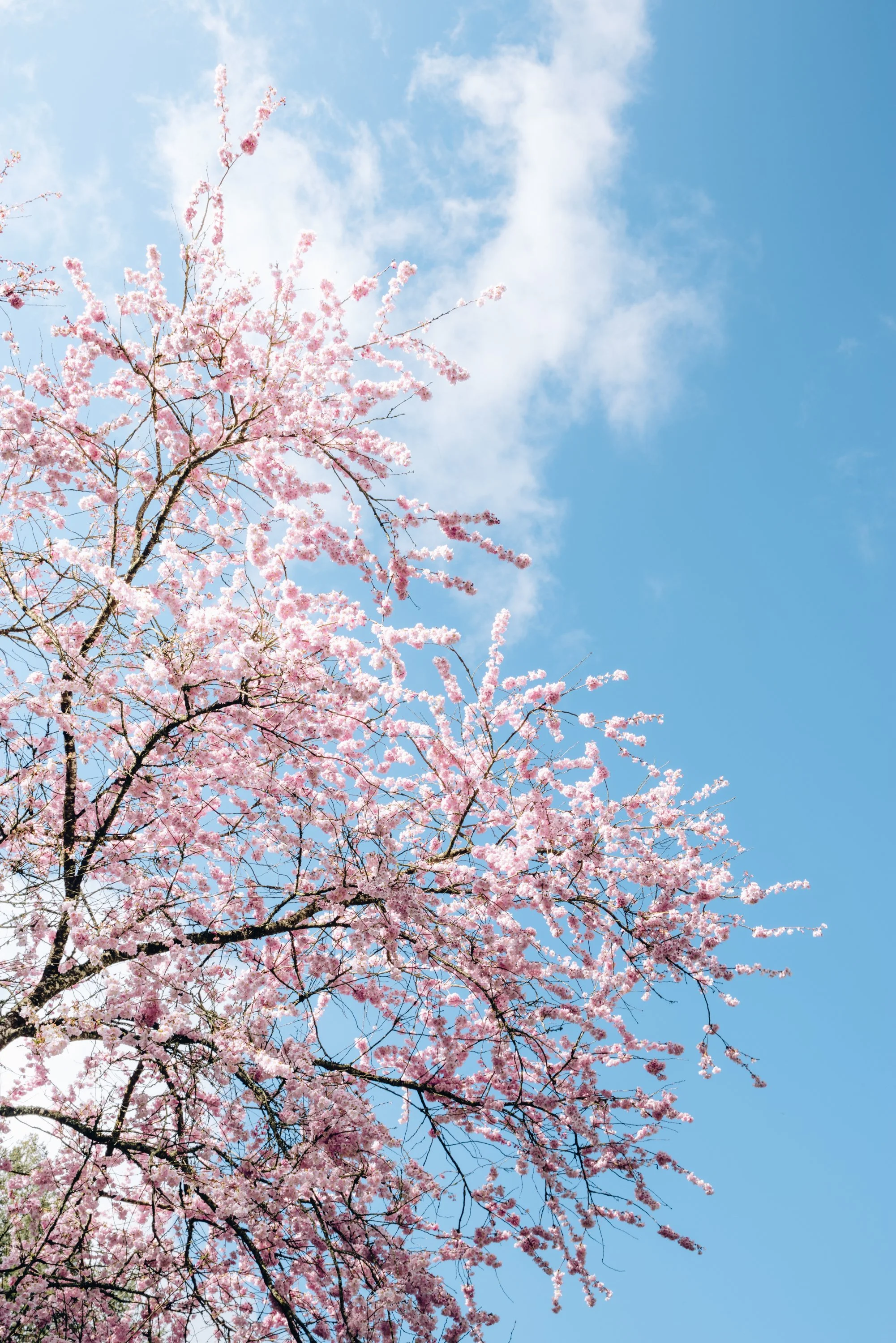 Parc Oriental Hanami - Arthur Aumond WEB-48.jpg