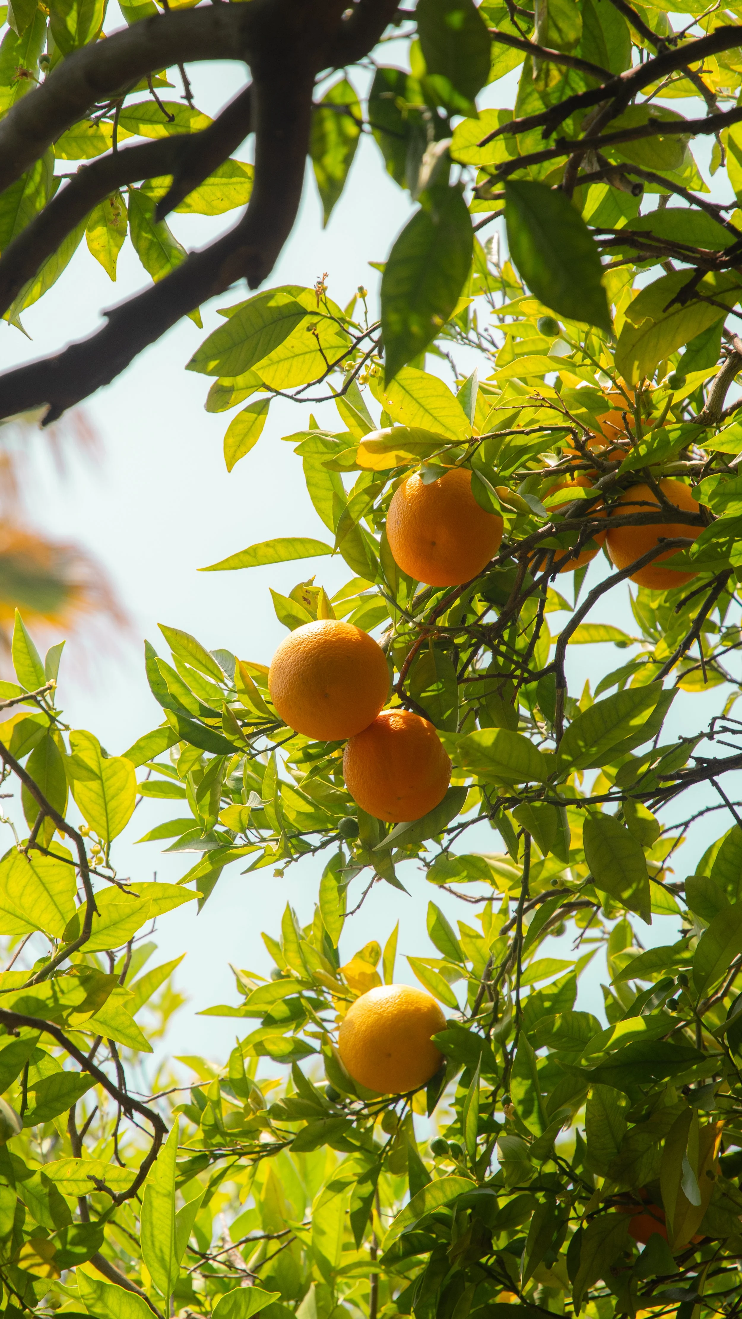 Yellow oranges hanging from a tree among green leaves with sunlight filtering through.