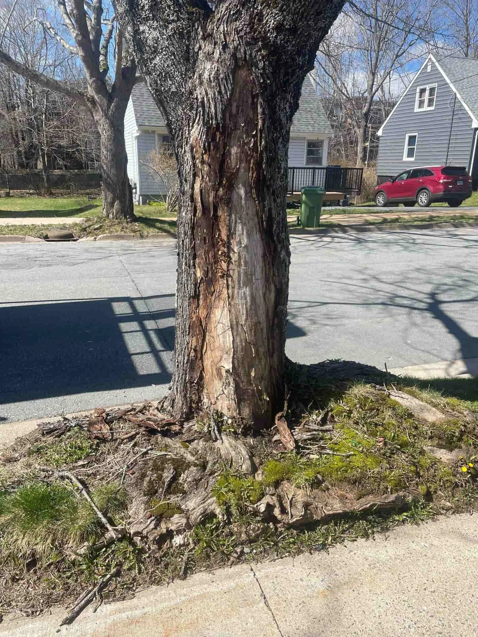 Expert tree risk assessment to protect property and safety